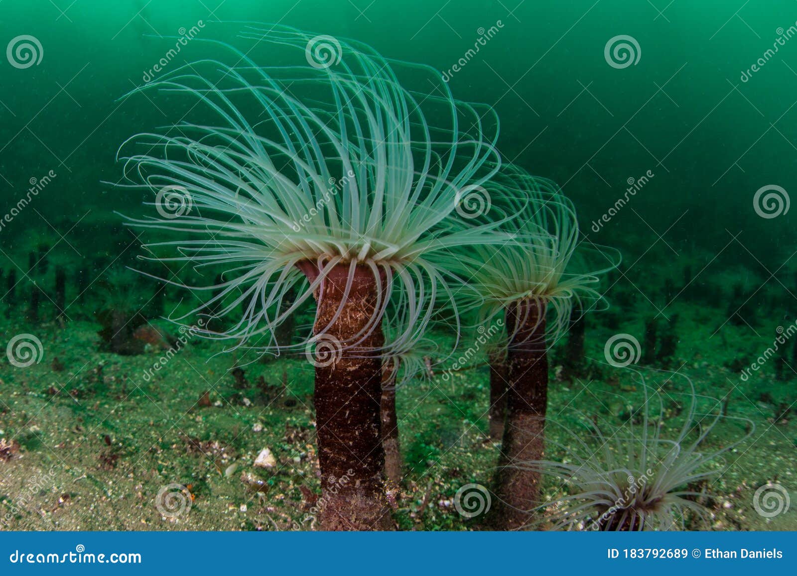 Anémone De Tube Qui Poussent Dans La Forêt De Varech Image stock - Image du  horizontal, accroissement: 183792689