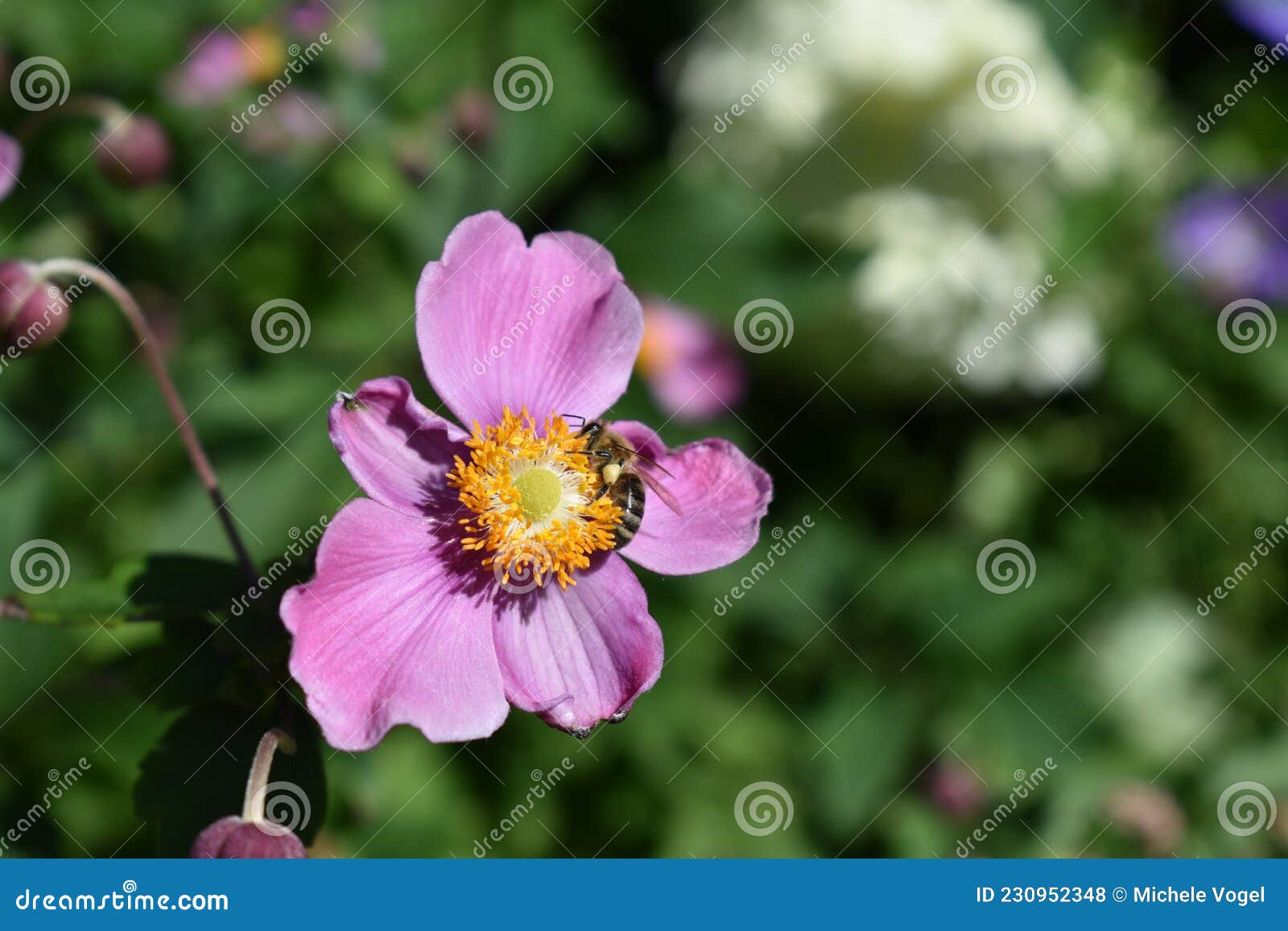Anémone Japonaise Vivace X Septembre Charme Wildflorereriocapitella  Hupehensiswith Bee Pollinisation Photo stock - Image du jardin,  pollination: 230952348