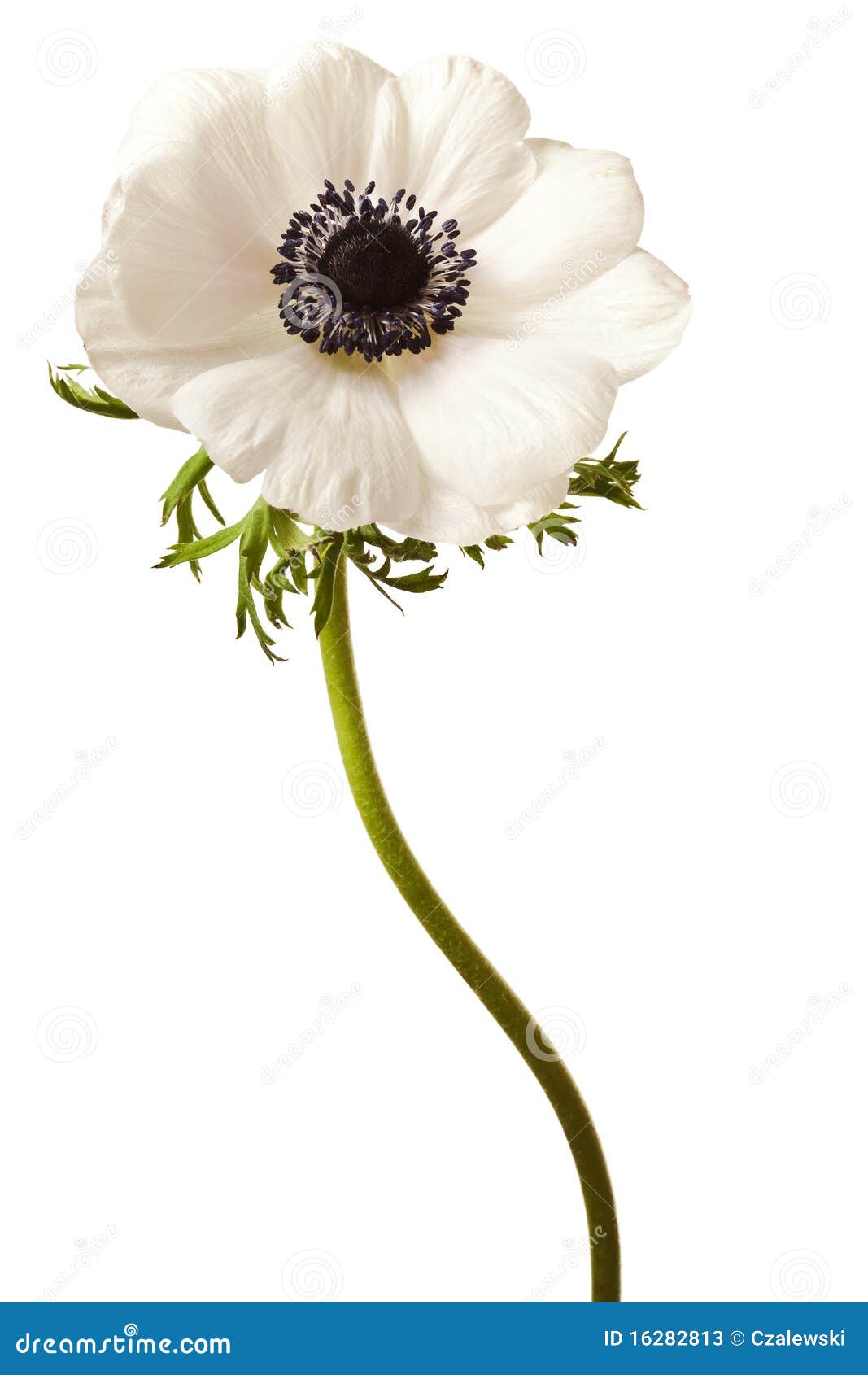 Anémone Noire Et Blanche D'isolement Image stock - Image du fleur, fermer:  16282813