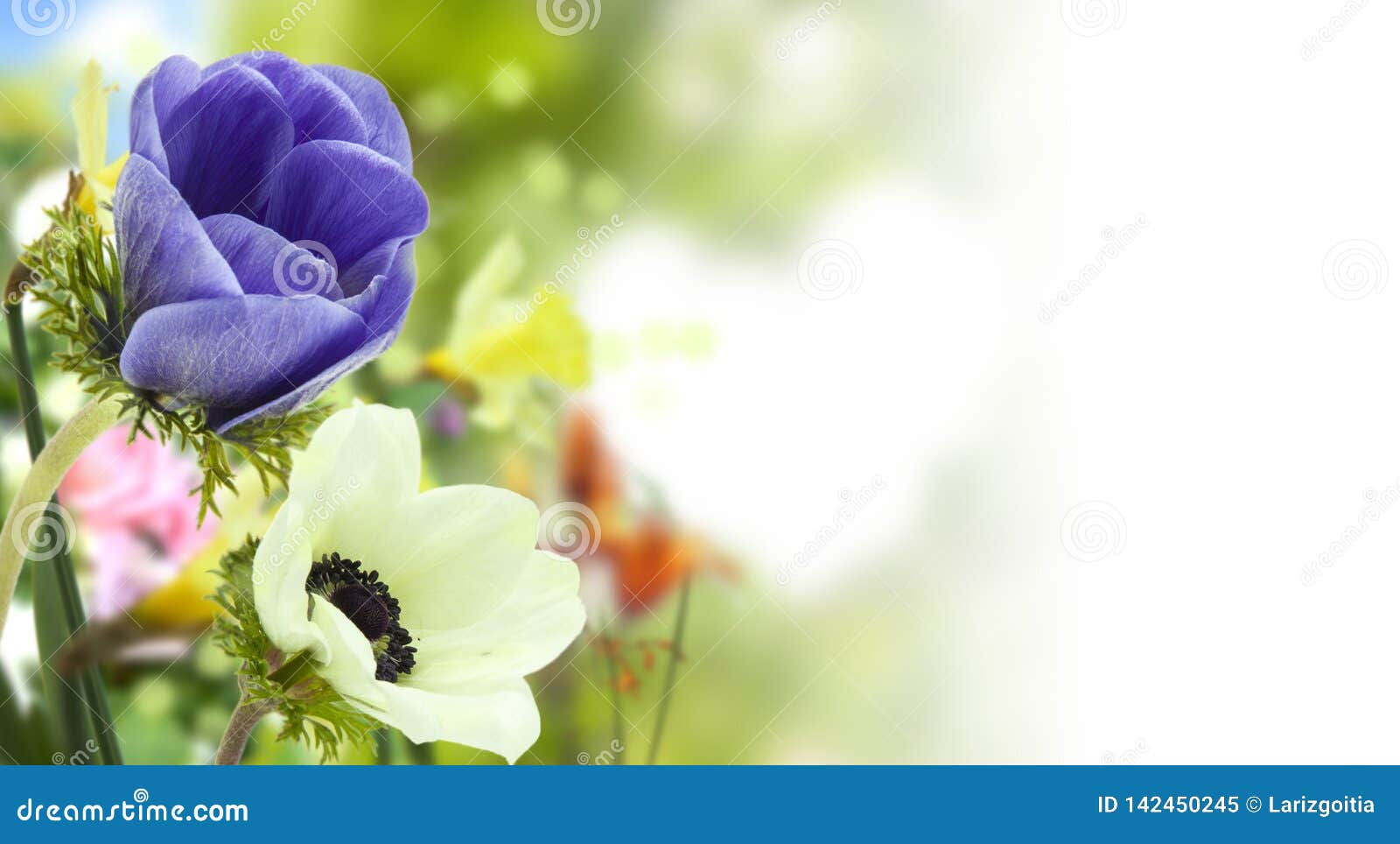 Anémones Bleues Et Blanches Et Jardin Coloré Defocused De Fleurs Au  Printemps Image stock - Image du beauté, trame: 142450245