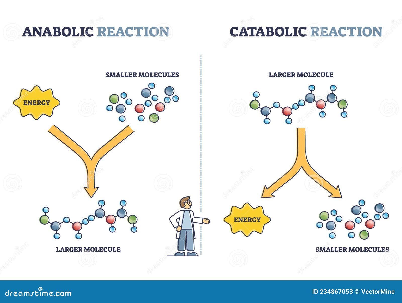 anabolic vs catabolic reaction comparison in metabolism outline diagram