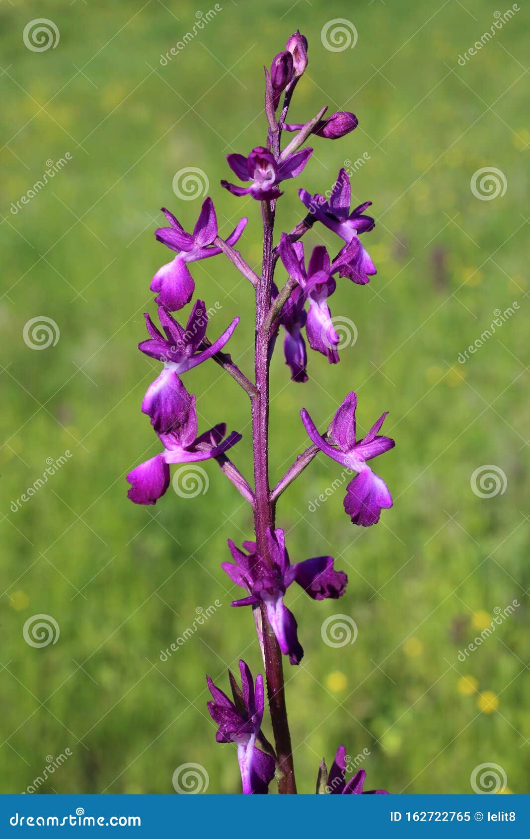 Anacamptis Laxiflora - Wild Orchid Stock Image - Image of science ...