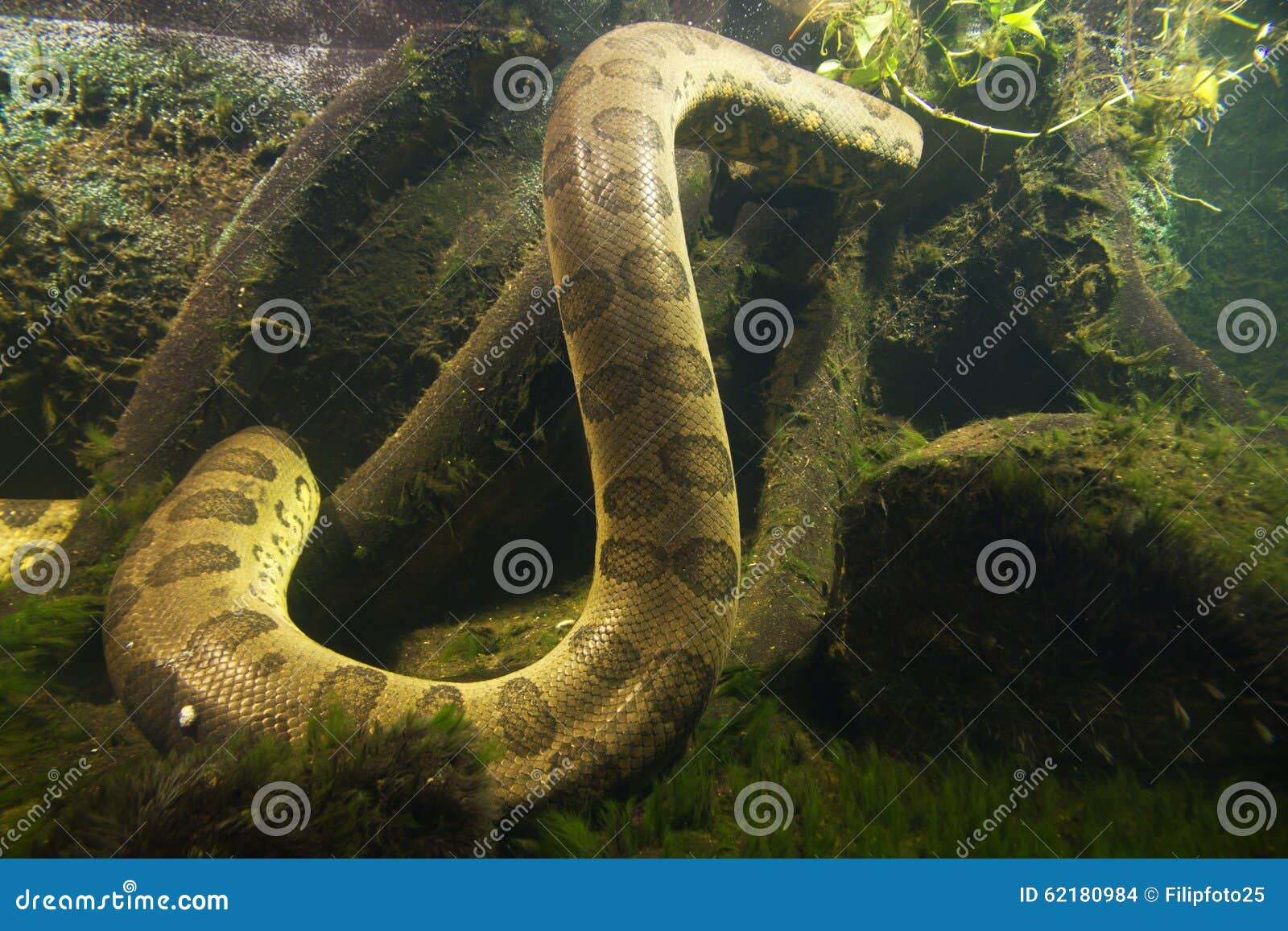 Anaconda eunectes murinus stock photo. Image of beautiful 62180984