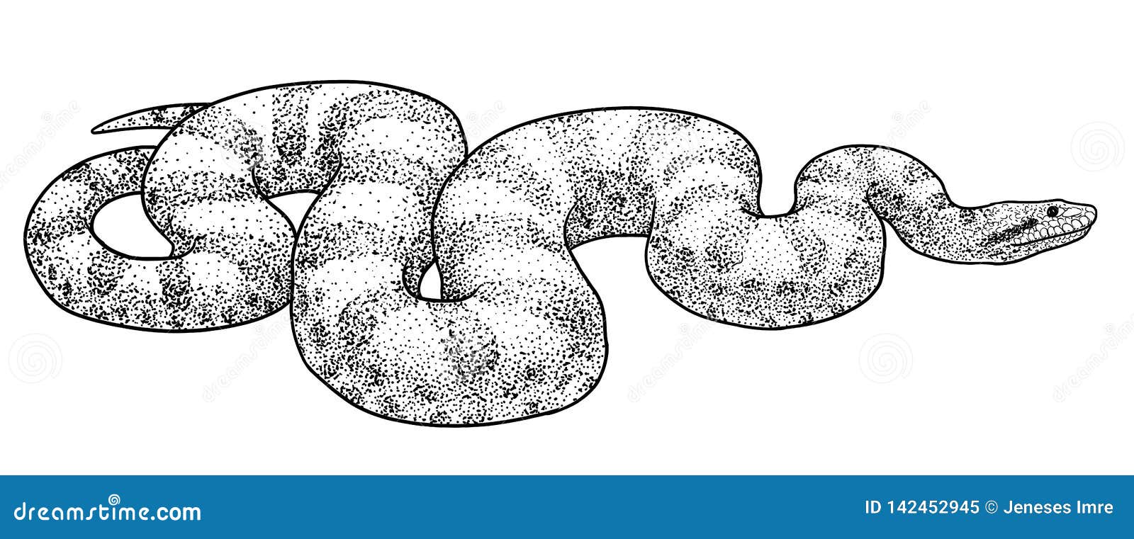 Anaconda Snake Illustration, Drawing, Engraving, Ink, Line Art, Vector