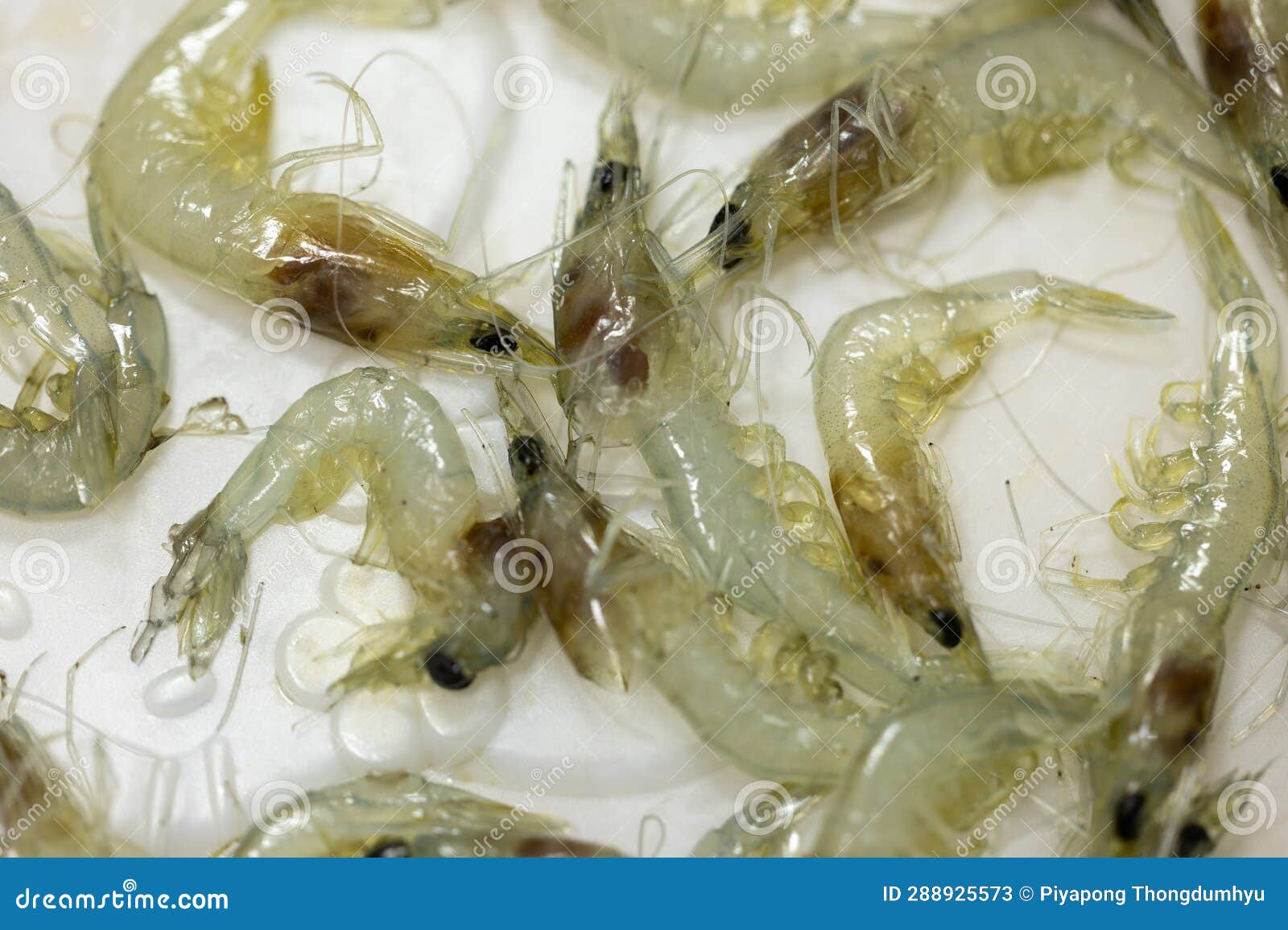 Bacteria in Shrimp in the Laboratory. Stock Image Image of plate