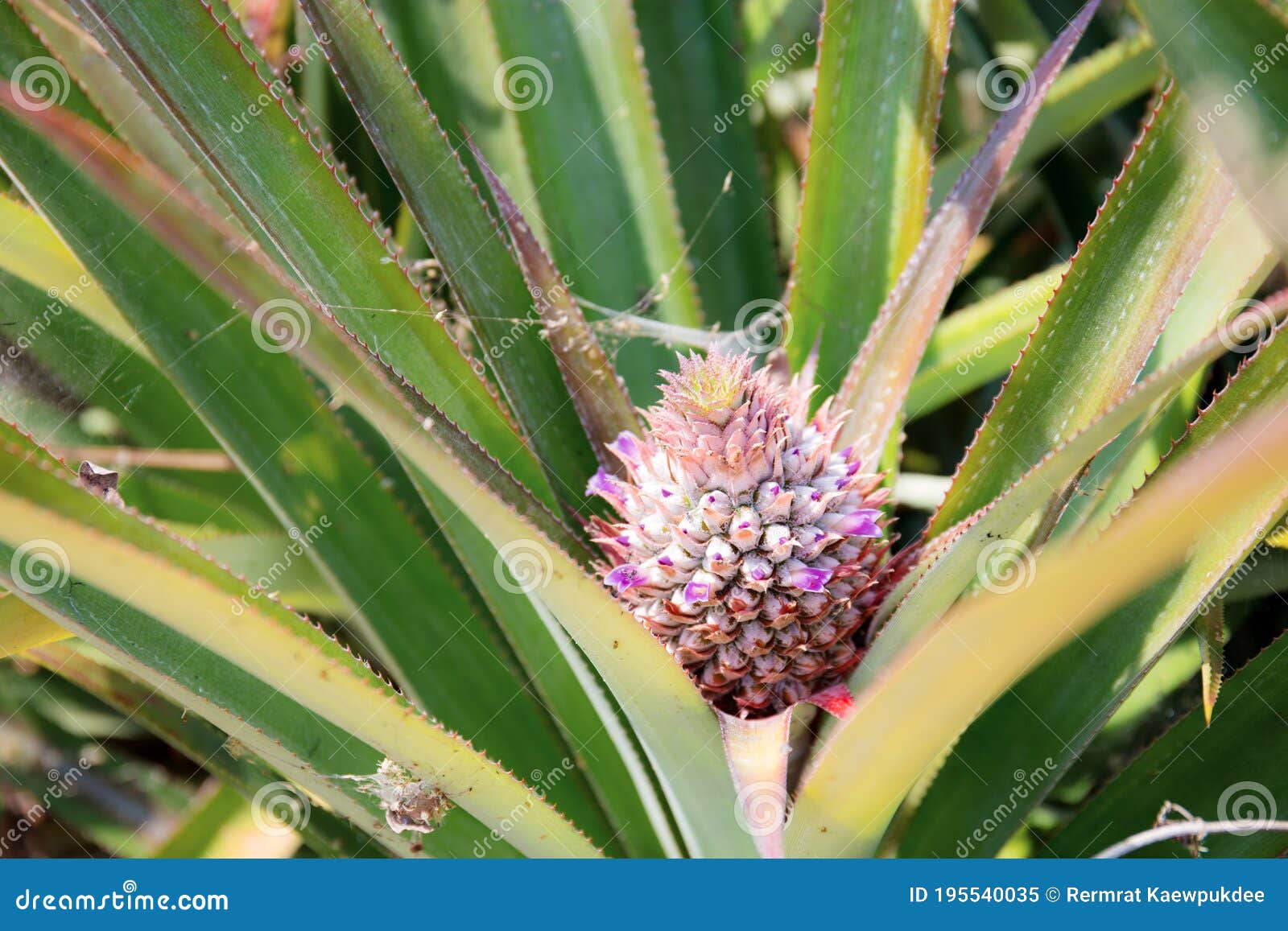 Ananas Anbau auf Baum stockbild. Bild von wachstum, landwirtschaft