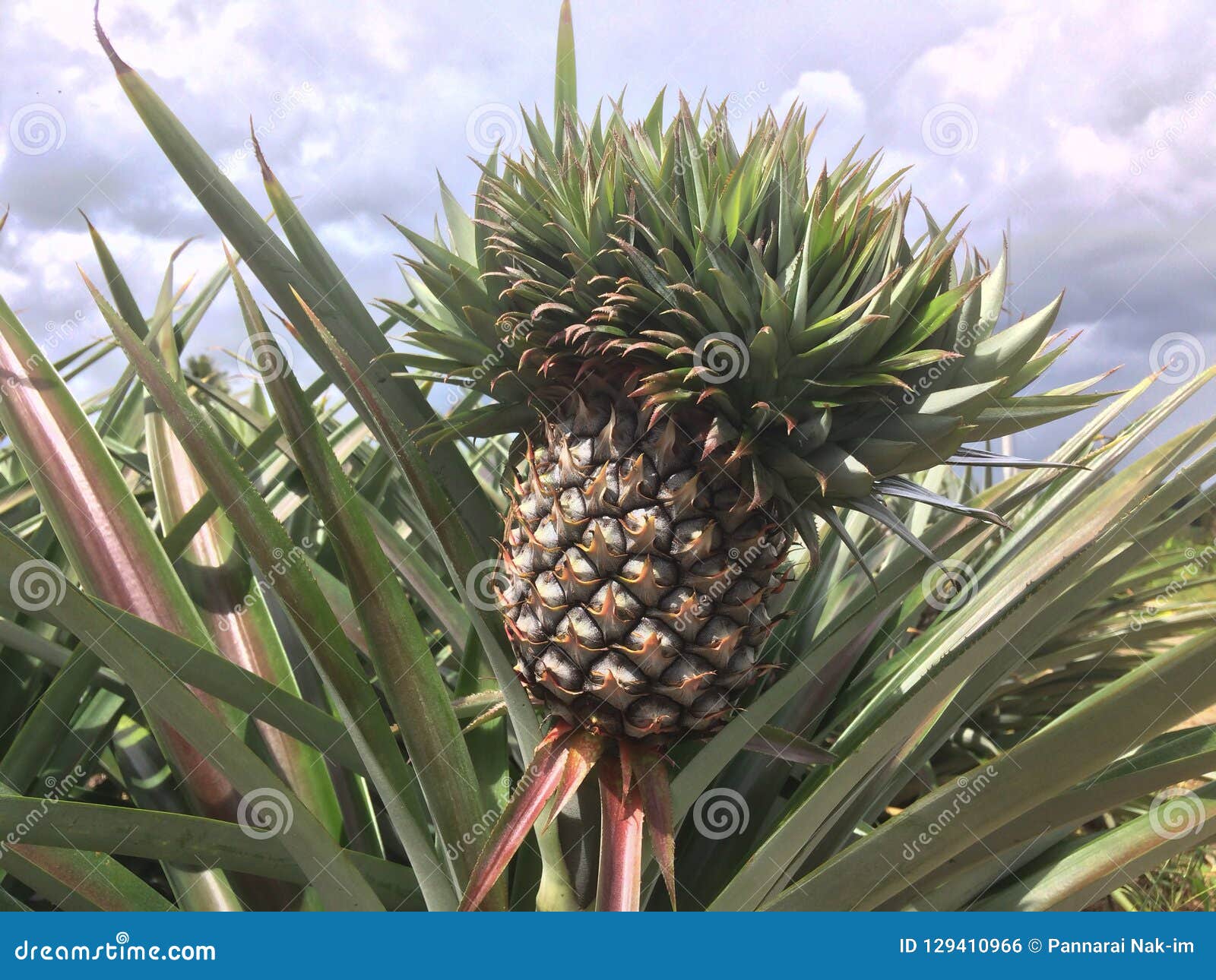 Ananas auf Baum im Garten stockfoto. Bild von nähren 129410966