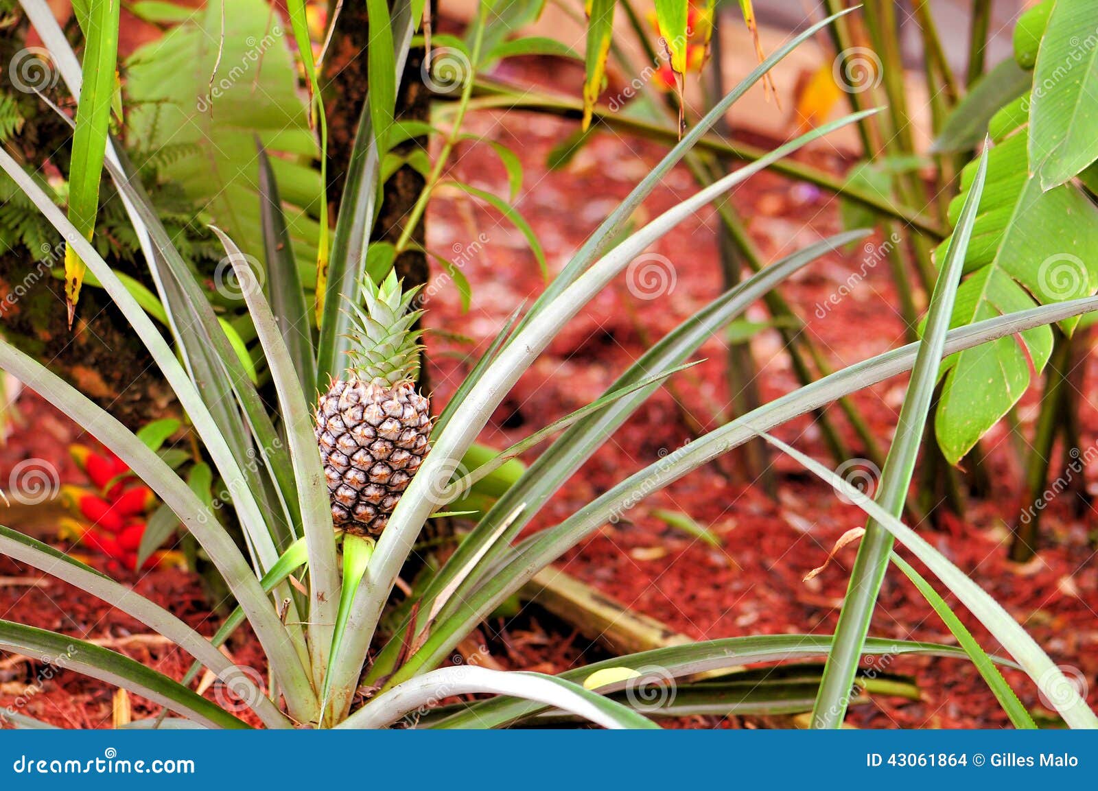 Ananas in Giardino, Florida Del Sud Fotografia Stock Immagine di consumo, dieta 43061864
