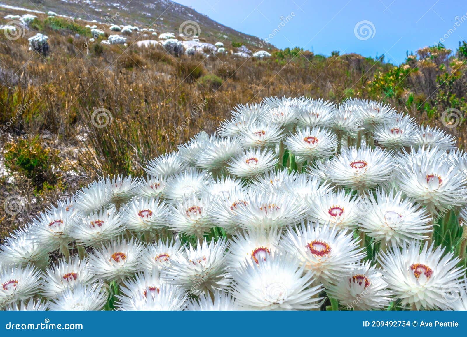 Anaphalis Margaritacea Flores Perpétuas Ocidentais Em Floração No Verão  Foto de Stock - Imagem de naughty, cidade: 209492734