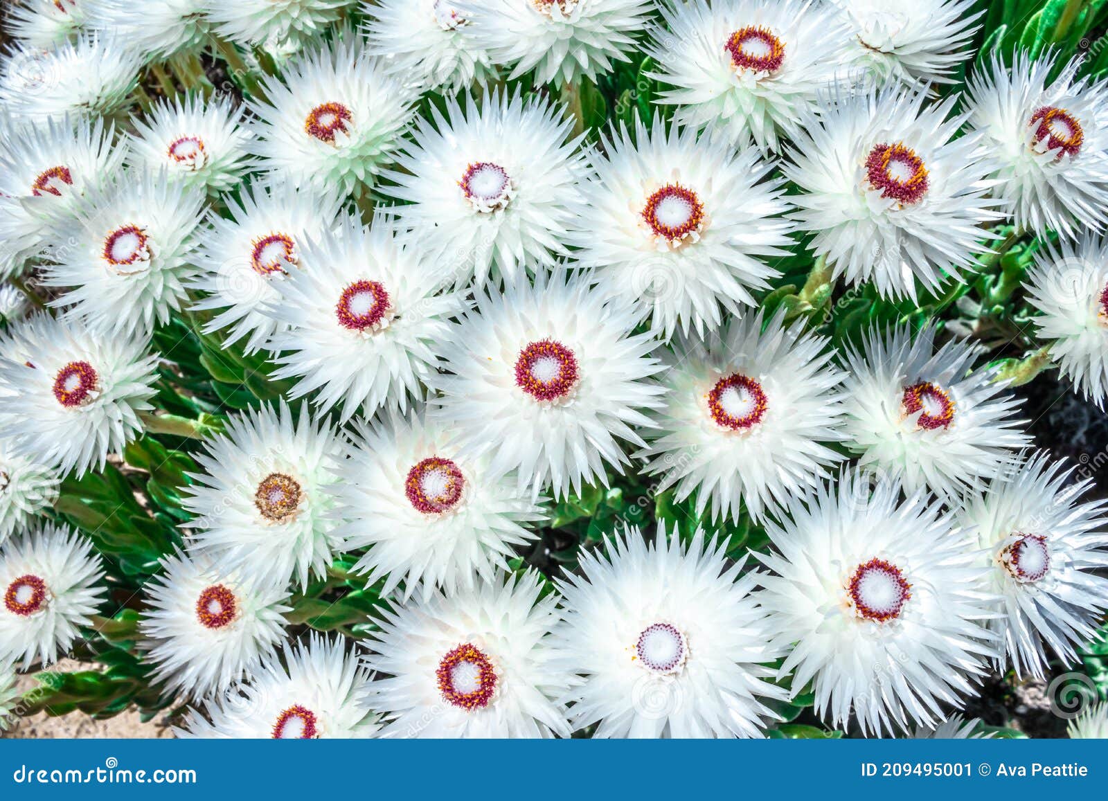 Anaphalis Margaritacea Flores Perpétuas Ocidentais Em Floração No Verão  Imagem de Stock - Imagem de cidade, pique: 209495001