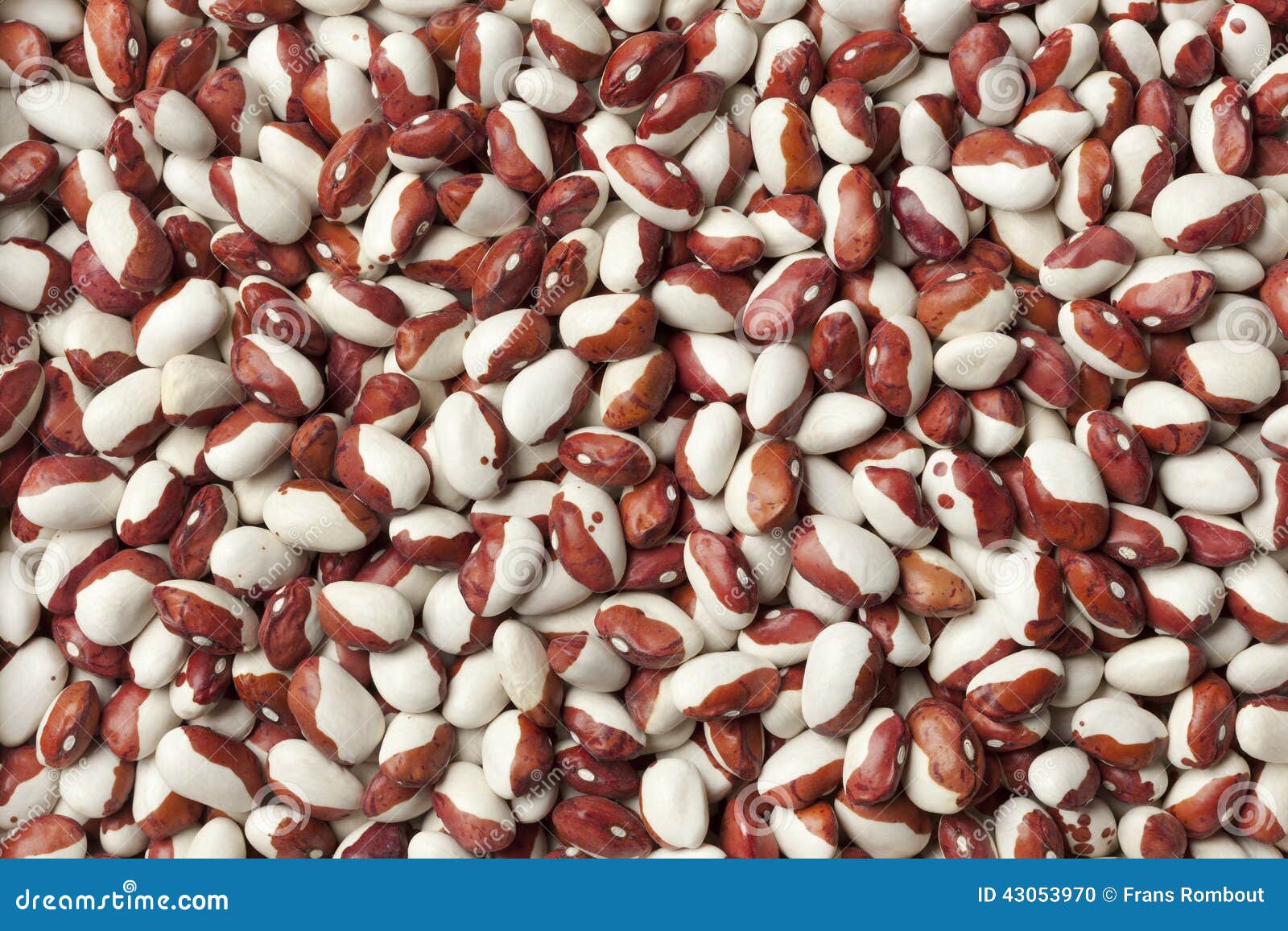 Calypso Beans Stock Photo 43053984