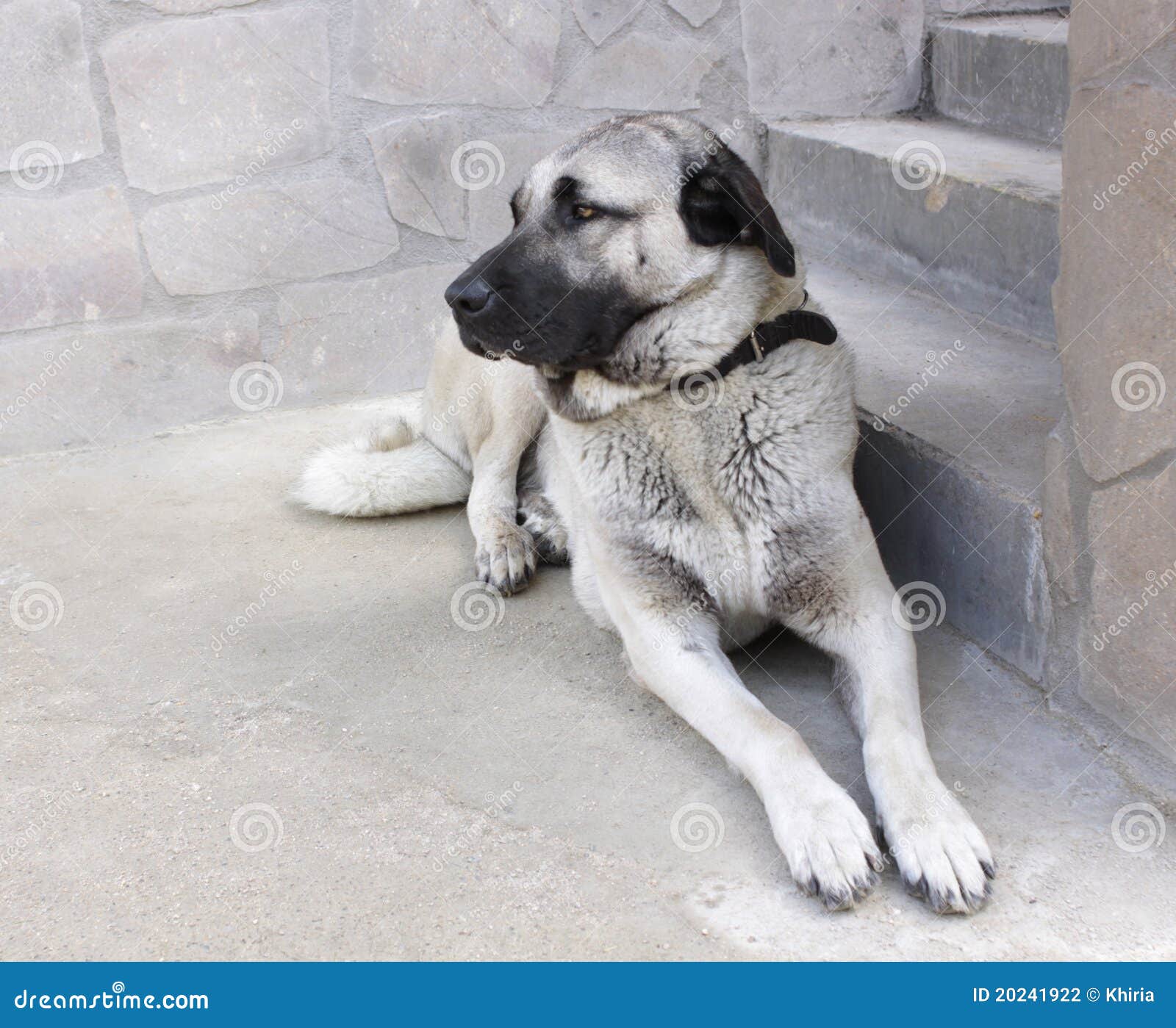 anatolian shepherd dog