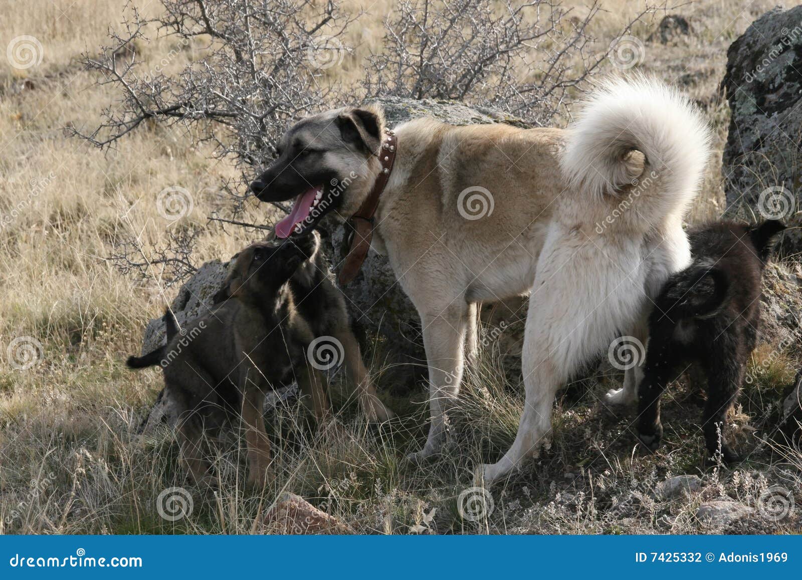 anatolian shepherd dog kangal