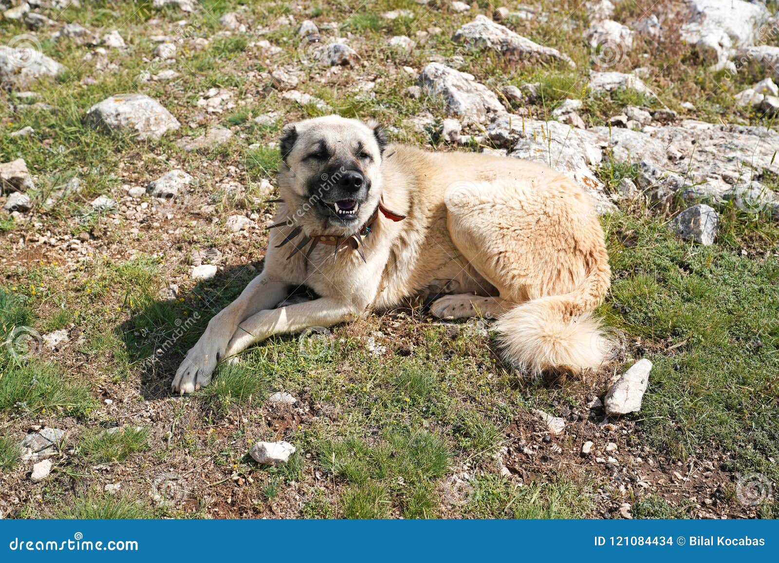 anatolian wolf