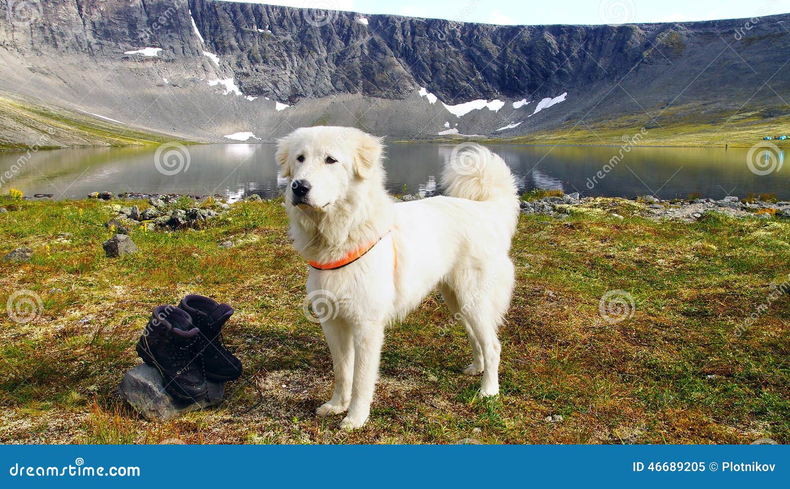 anatolian shepherd dog.