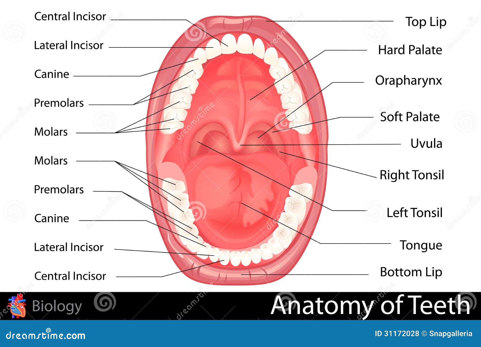 escapar Describir Joven Anatomía De La Dentadura Humana Stock de ilustración - Ilustración de boca,  oral: 31172028