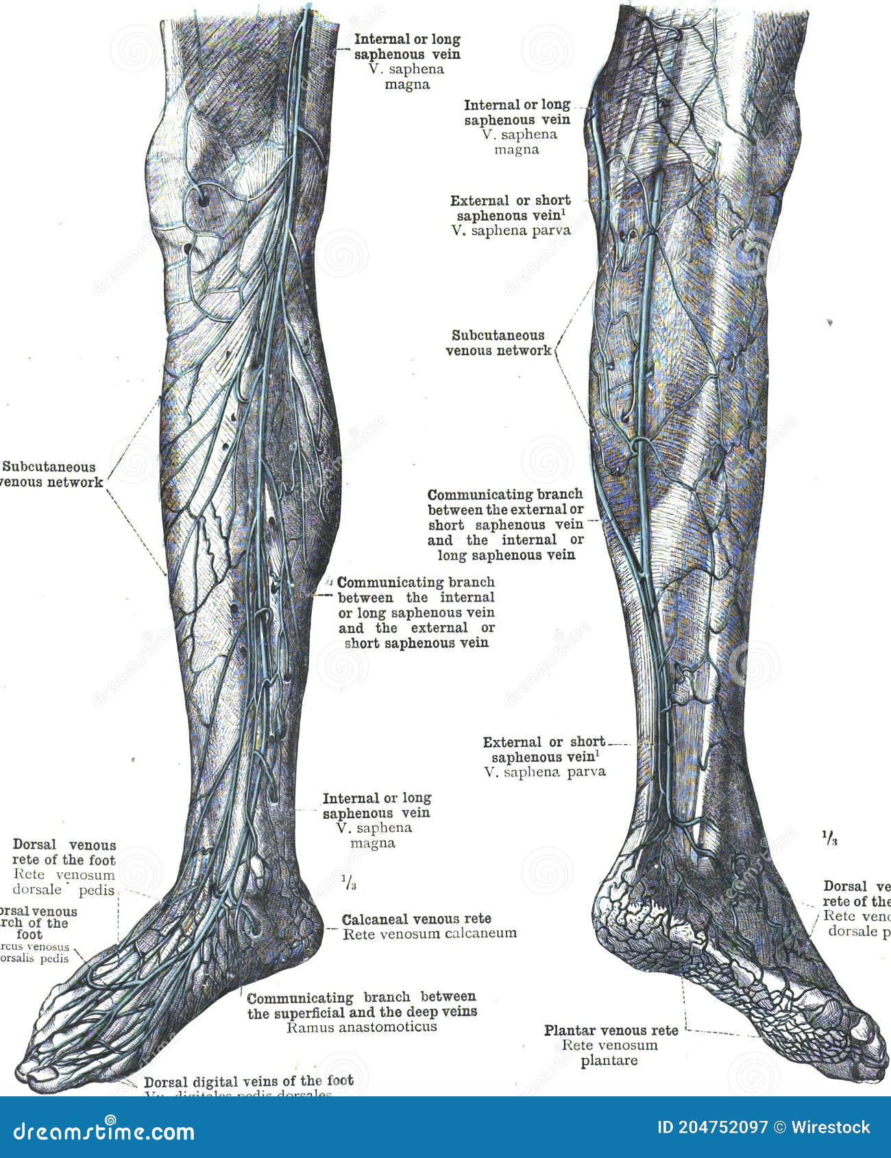 Vena saphena. Вена сафена Магна анатомия. Глубокие вены голени анатомия. Анатомия варикоза нижних конечностей.