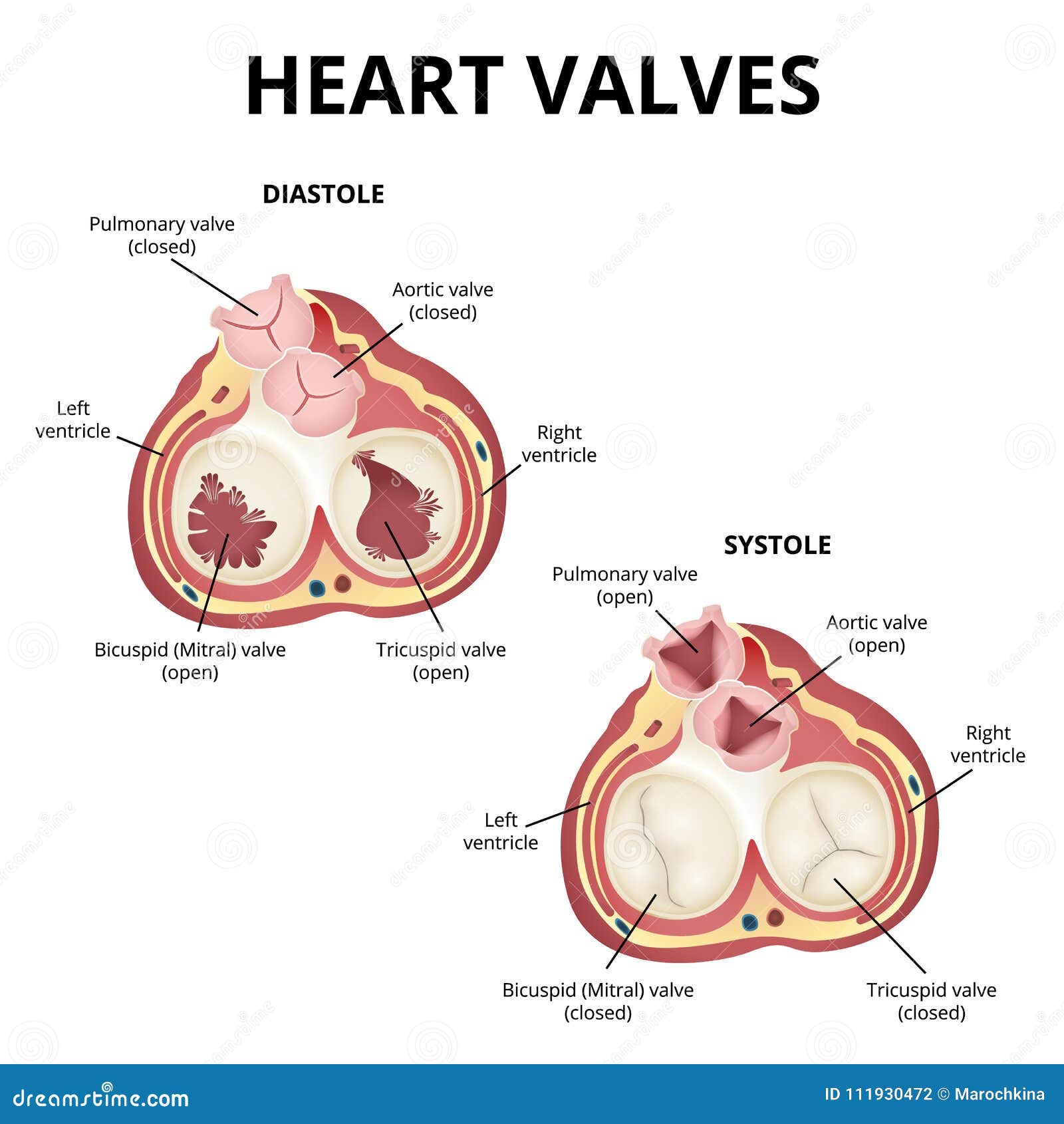 Anatomía De Las Válvulas De Corazón Ilustración del Vector ...