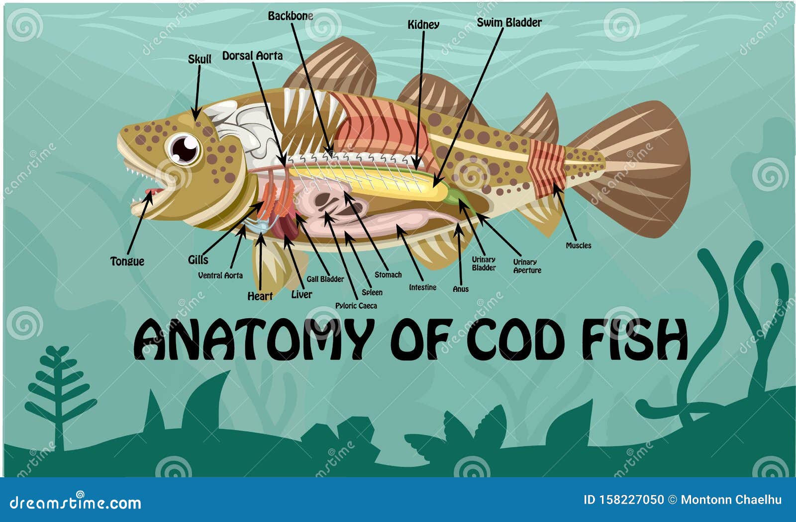 AnatomÃa De Peces De Bacalao Dibujo Vectorial Diseño Ilustración Ilustración del Vector - Ilustración de caudal, animal: 158227050 AnatomÃa De Peces De Bacalao Dibujo Vectorial Diseño Ilustración Ilustración del Vector - Ilustración de caudal, animal: 158227050