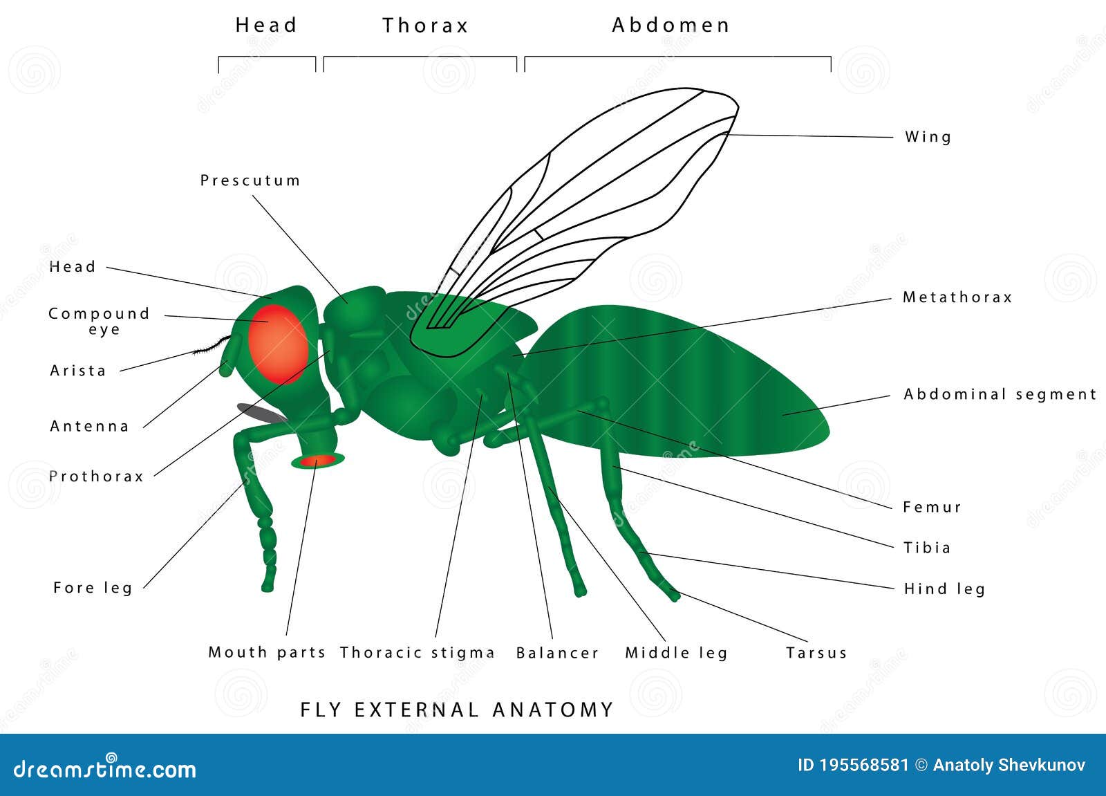 Ondas ANTES DE CRISTO. Supermercado Anatomía de una mosca ilustración del vector. Ilustración de animal -  195568581