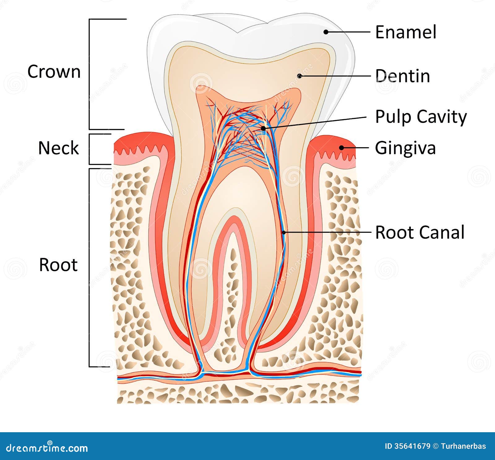 Crown after root canal how long