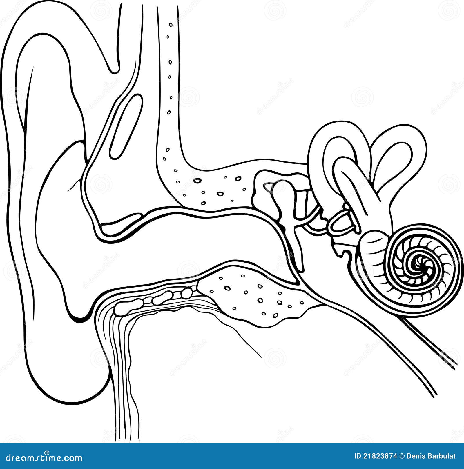 Anatomía del oído humano ilustración del vector. Ilustración de externo -  21823874