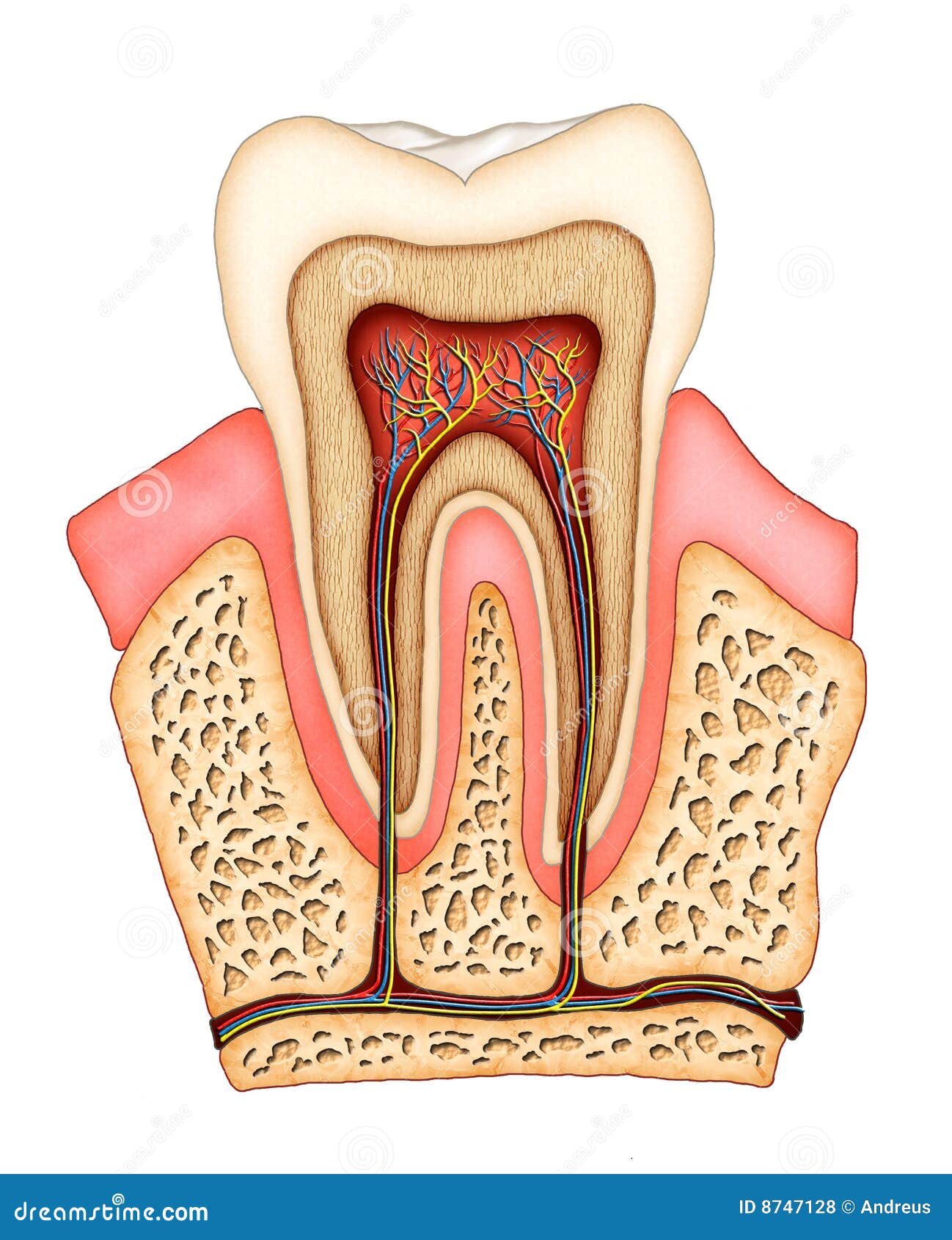 Anatomía dental stock de ilustración. Ilustración de humano - 8747128