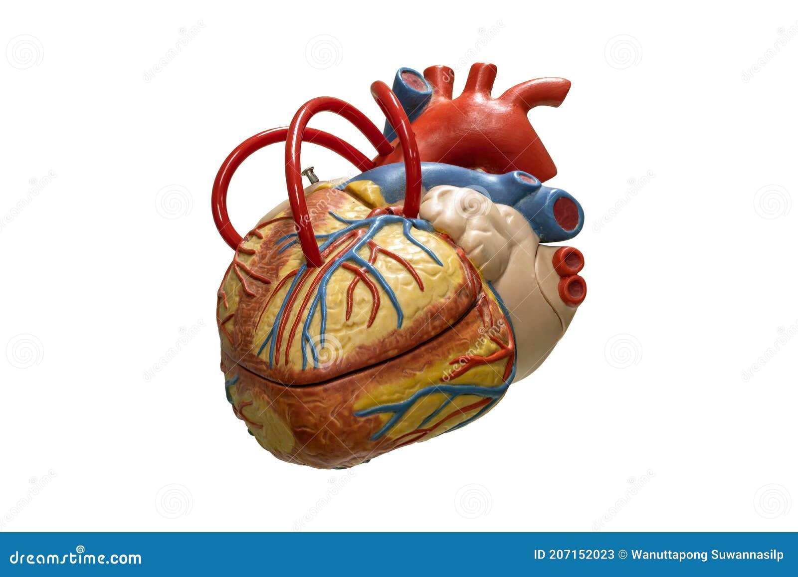 Anatomía Humana Modelo De Plástico De Corazón Aislado En Fondo Blanco  Imagen de archivo - Imagen de salud, sangre: 207152023