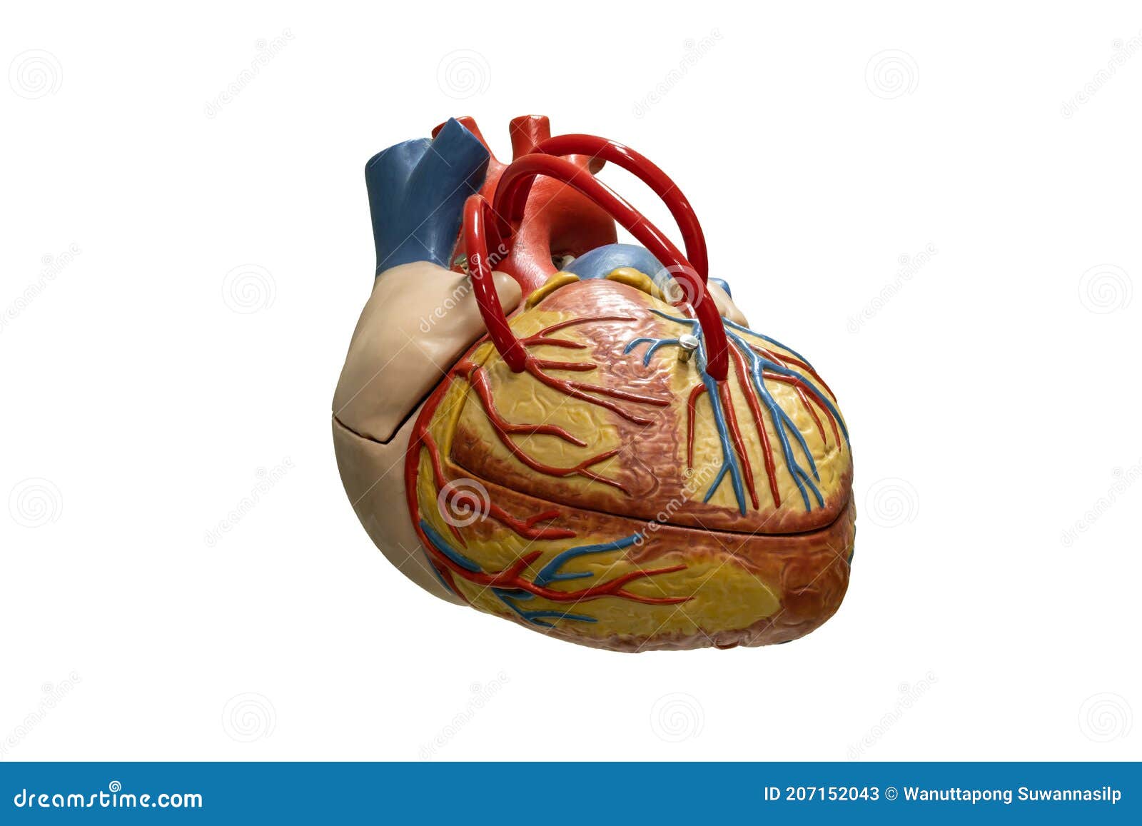 Anatomía Humana Modelo De Plástico De Corazón Aislado En Fondo Blanco  Imagen de archivo - Imagen de exterior, interno: 207152043