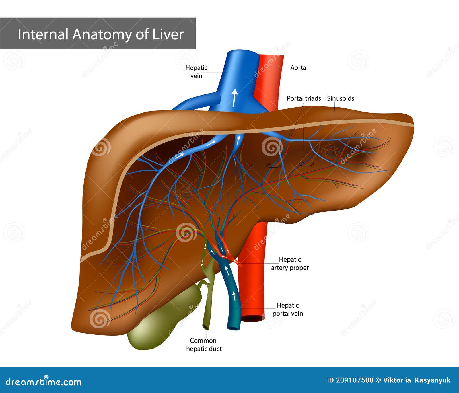 Anatomía Interna Del Hígado. Ilustración Médica Ilustración del Vector -  Ilustración de fondo, izquierdo: 209107508