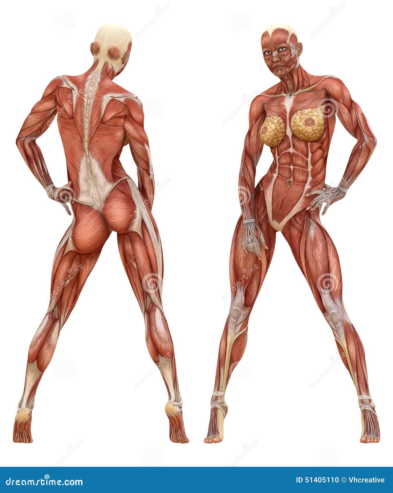 Anatomía Muscular Femenina Del Sistema Foto de archivo ...