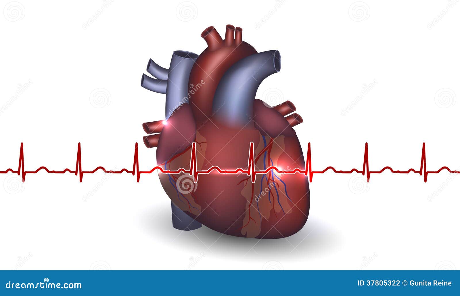 Anatomía Y Cardiograma Del Corazón En Un Fondo Blanco Ilustración del  Vector - Ilustración de hospital, infarto: 37805322