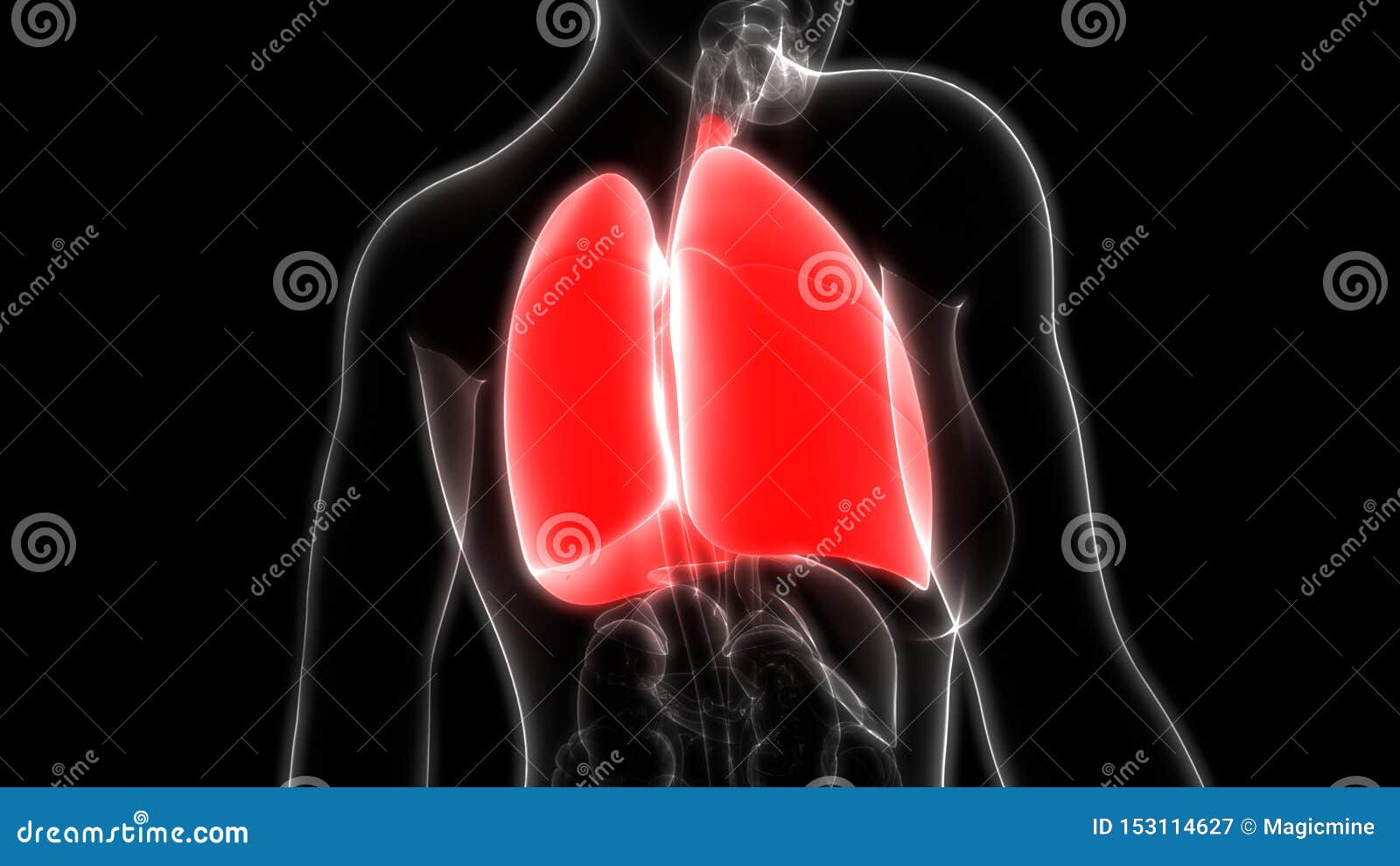 Anatom?a De Los Pulmones Del Sistema Respiratorio De Los ?rganos Del ...