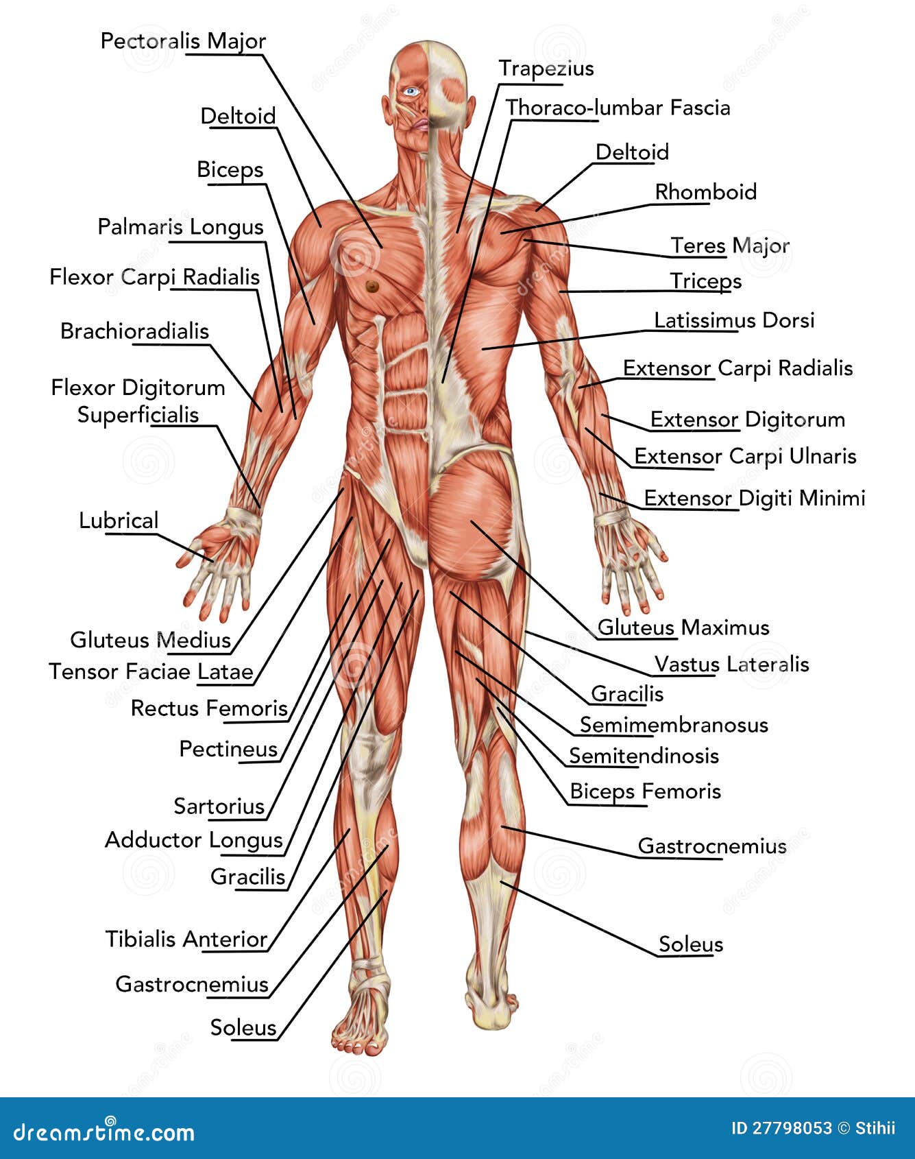 Resultado de imagen para imagenes anatomia