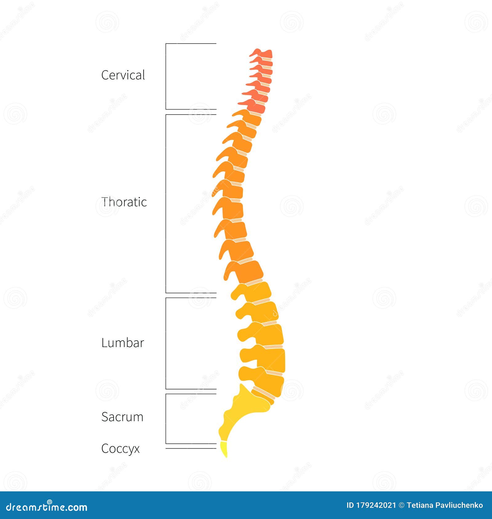 Vetores de Anatomia Da Estrutura Da Coluna Vertebral Humana e mais
