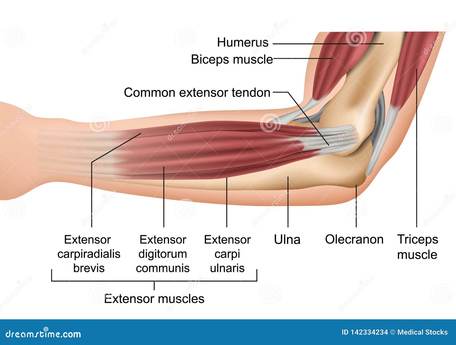 Ilustração Anatômica Dos Músculos Do Braço Bíceps E Tríceps Vetor PNG ,  Clipart, Ombro, Ilustração Imagem PNG e Vetor Para Download Gratuito