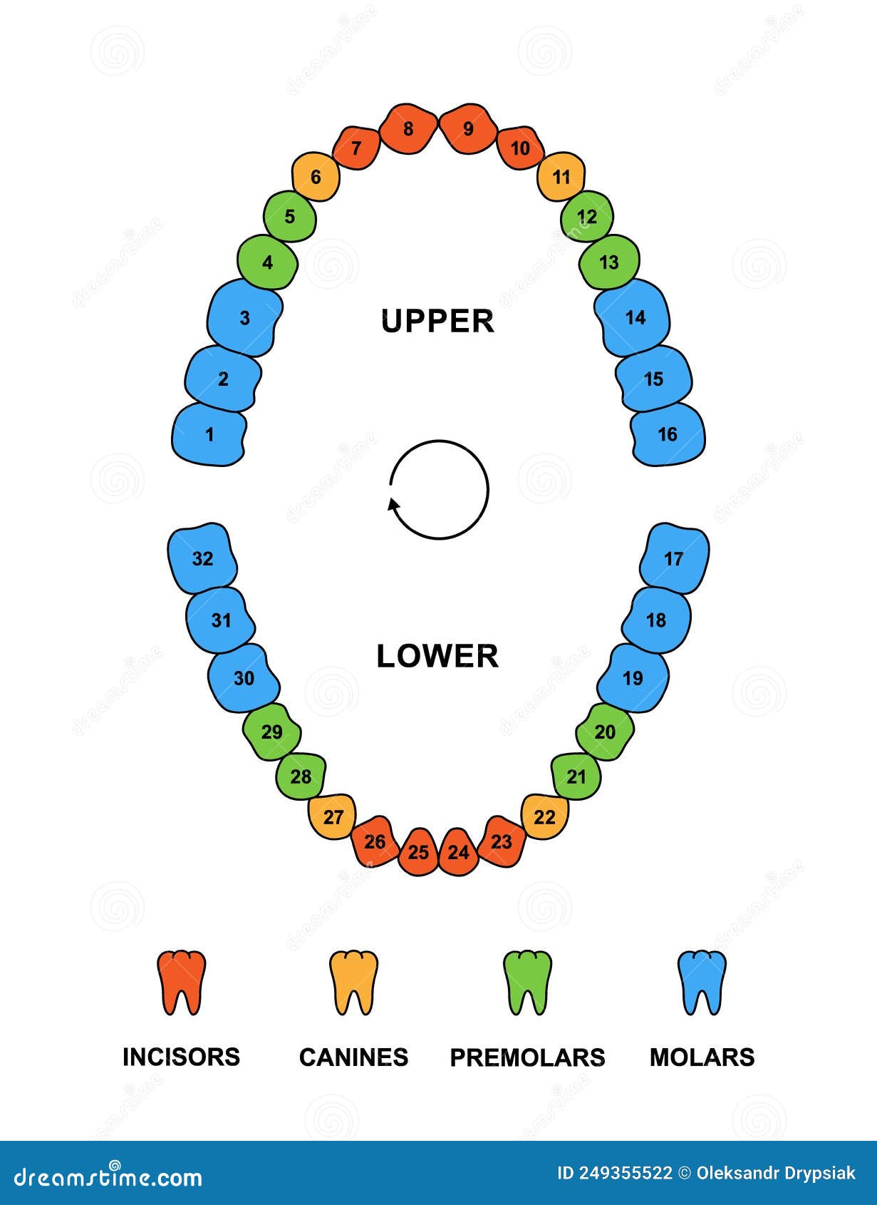 Anatomia do Dente e Mandíbula Inferior de um Jovem 6 Partes