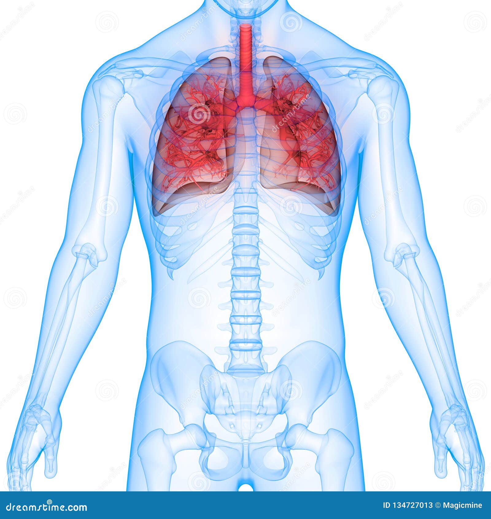 Anatomia Dei Polmoni Del Sistema Respiratorio Umano Illustrazione Di My Xxx Hot Girl