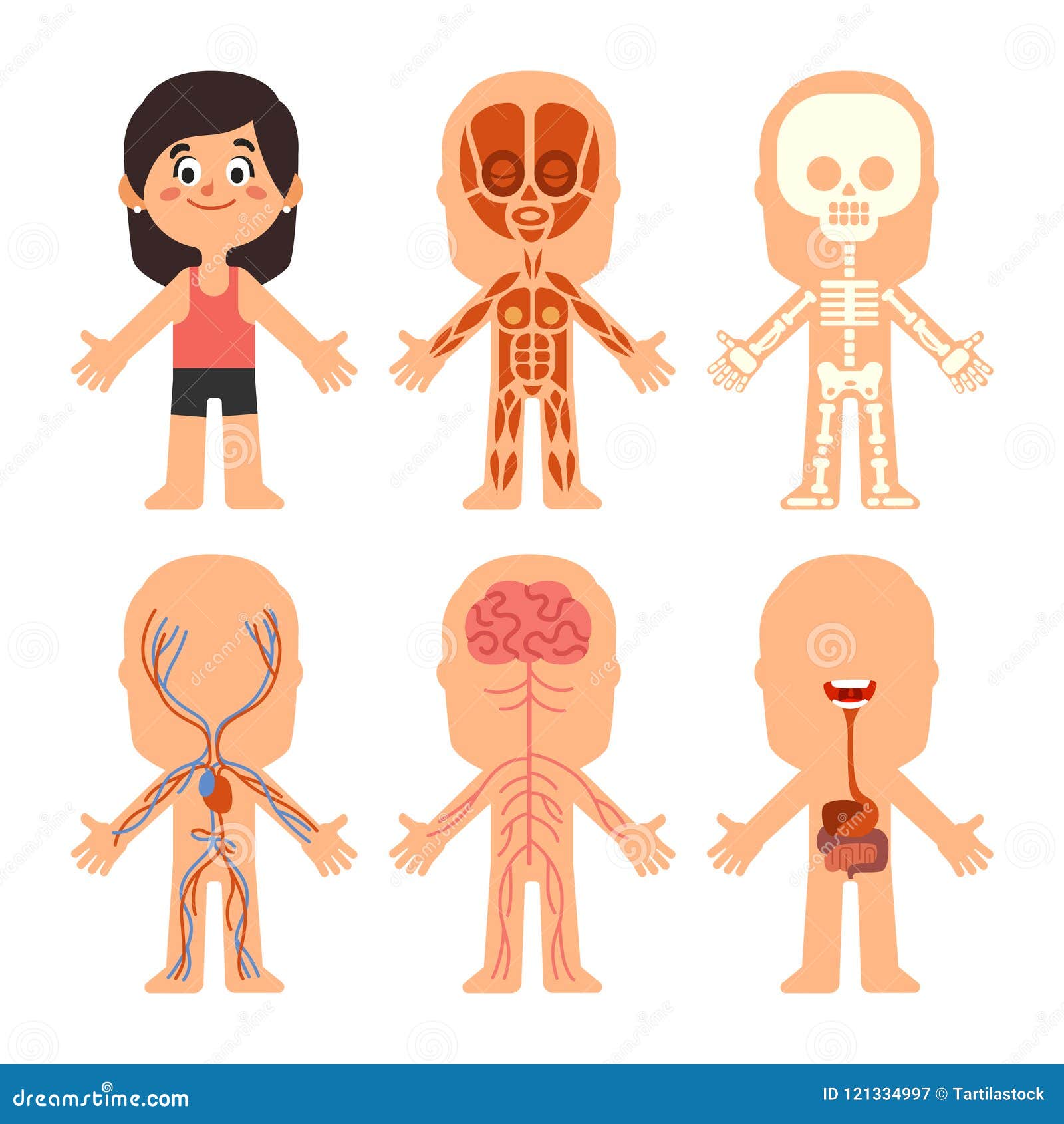 Anatomia Del Corpo Della Ragazza Del Fumetto Vene Della Donna Organi E Grafico Di Biologia Di Sistema Nervoso Sistemi Umani Di M Illustrazione Vettoriale Illustrazione Di Umano Femmina