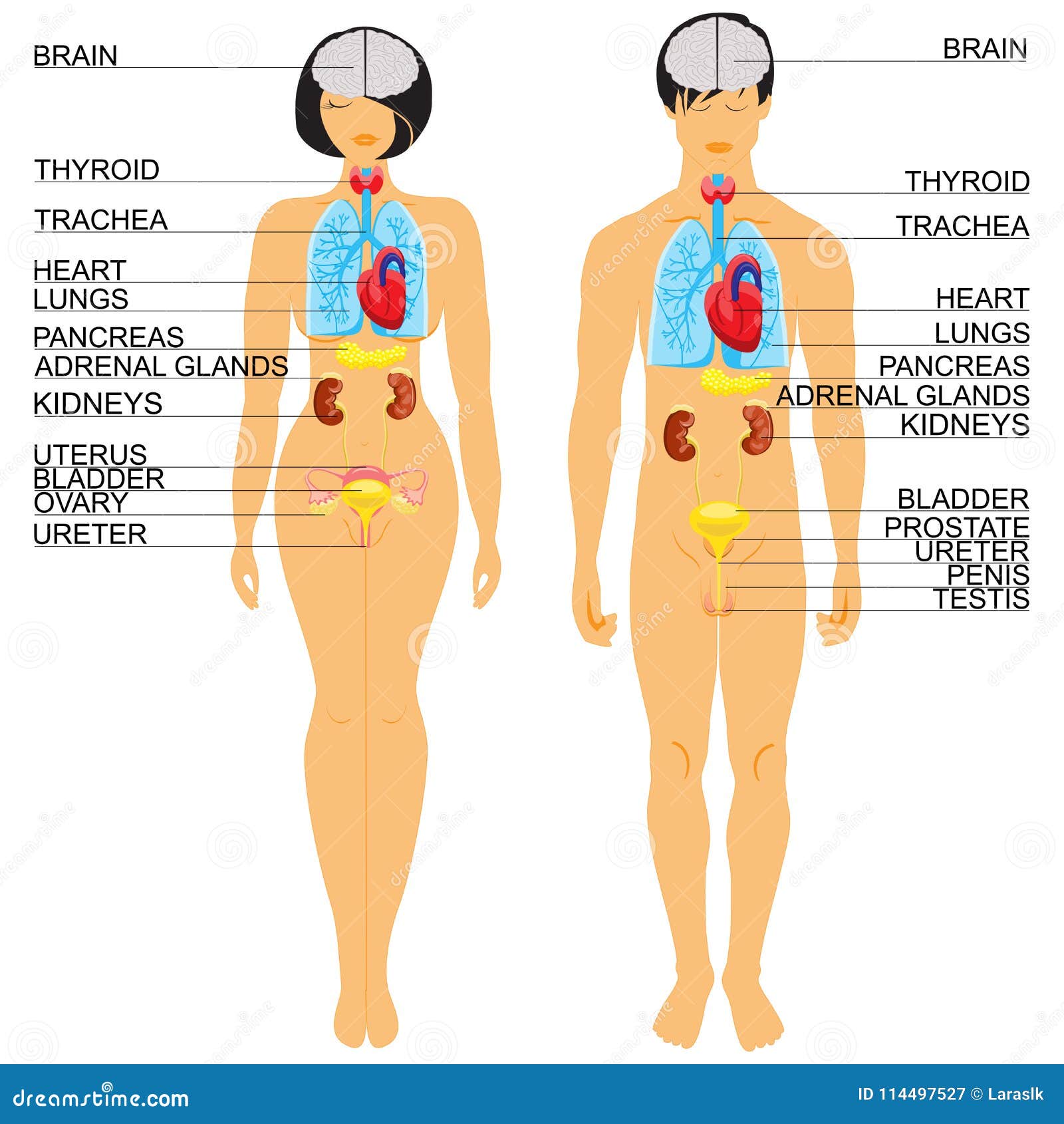 Anatomia del corpo umano illustrazione vettoriale. Illustrazione