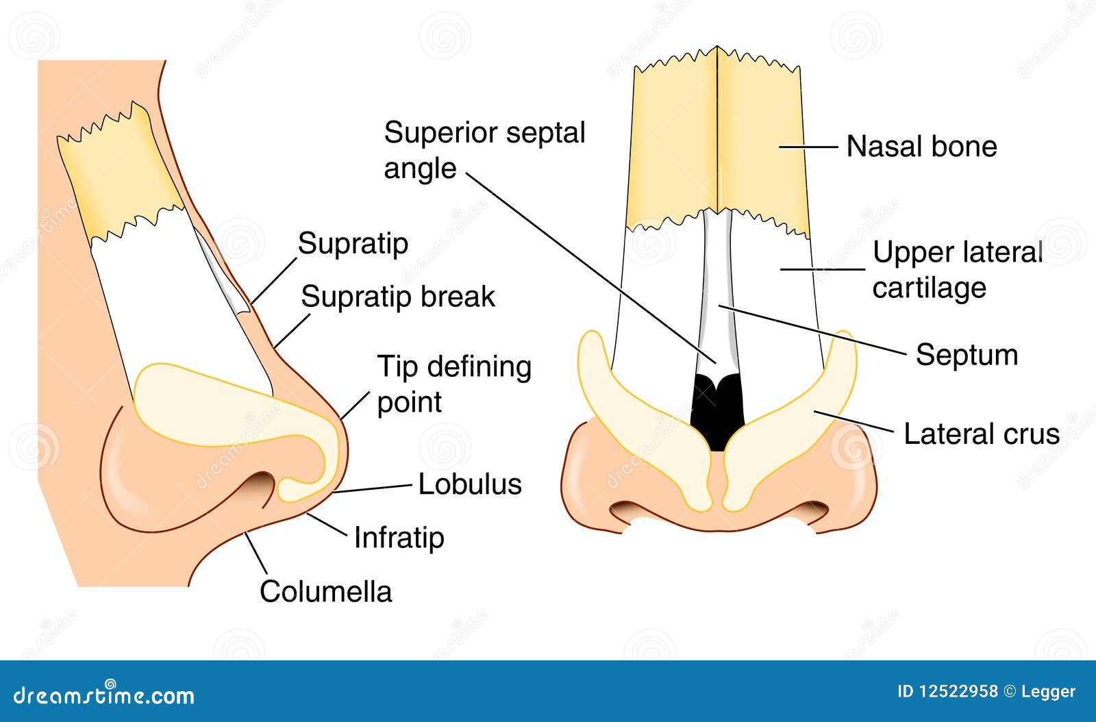 Anatomia del radiatore anteriore. Viste laterali fronte e del radiatore anteriore che mostra le caratteristiche strutturali importanti