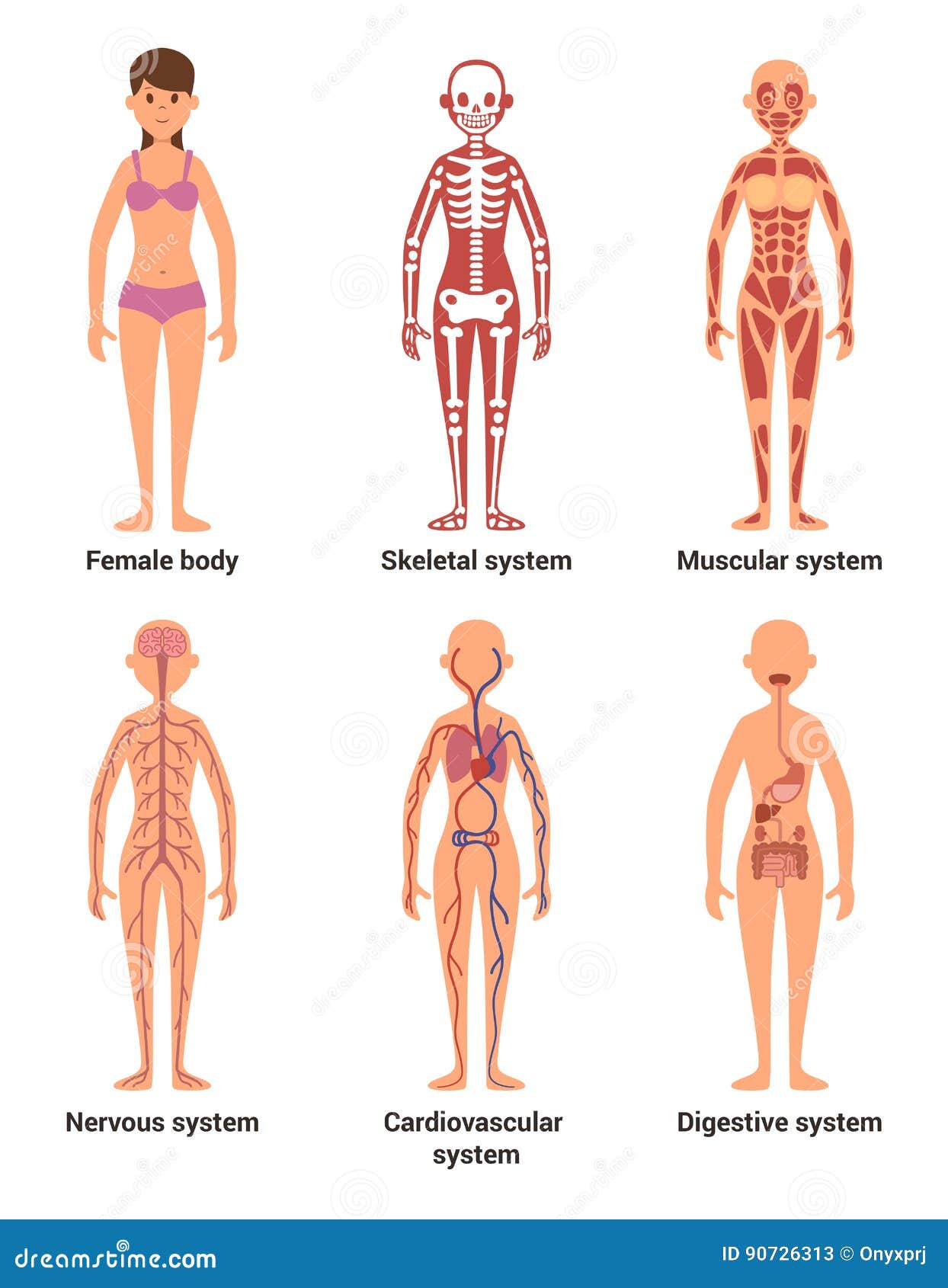 Anatomia Della Femmina Vector L Illustrazione Dei Nervi E Sistemi Muscolari Cuore Ed Altri Organi Illustrazione Vettoriale Illustrazione Di Circolazione Info