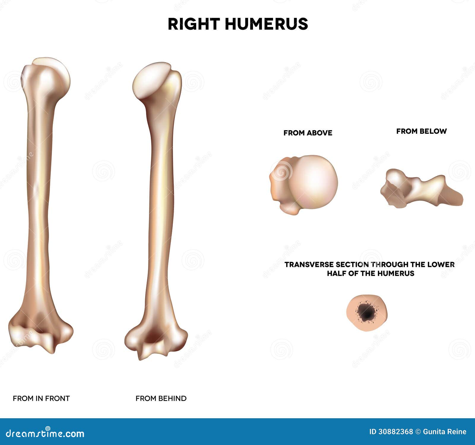 Anatomia do úmero Quiz