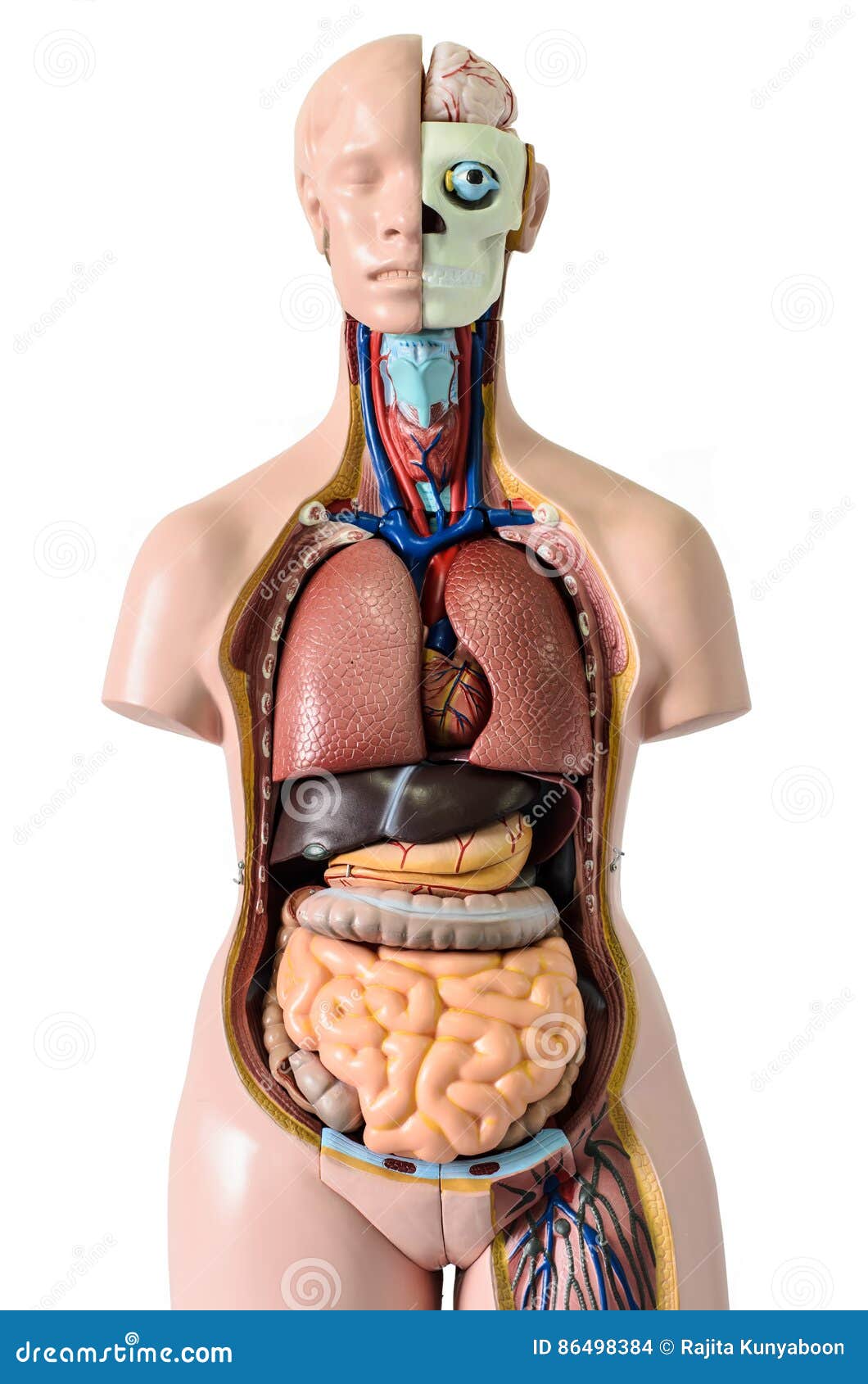 Anatomia do corpo humano foto de stock. Imagem de faringe - 86498384