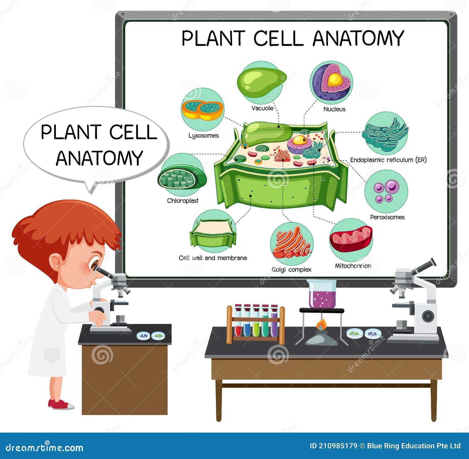 Anatomia Do Diagrama De Biologia Das Células Vegetais Ilustração Do