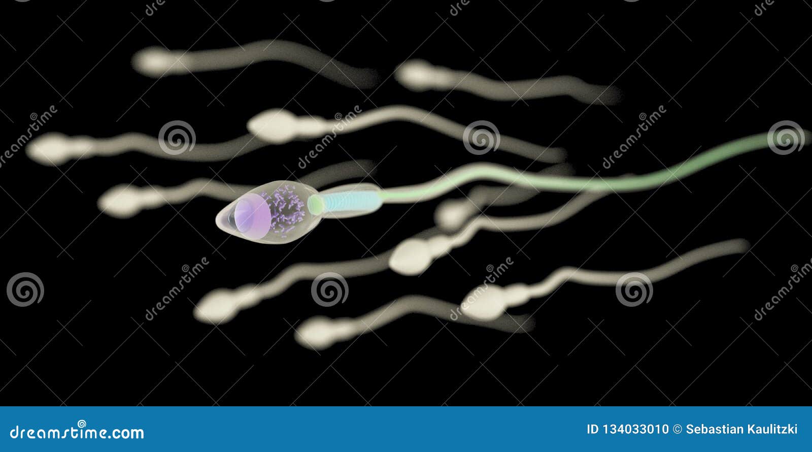 A anatomia do esperma ilustração stock. Ilustração de ciência 134033010