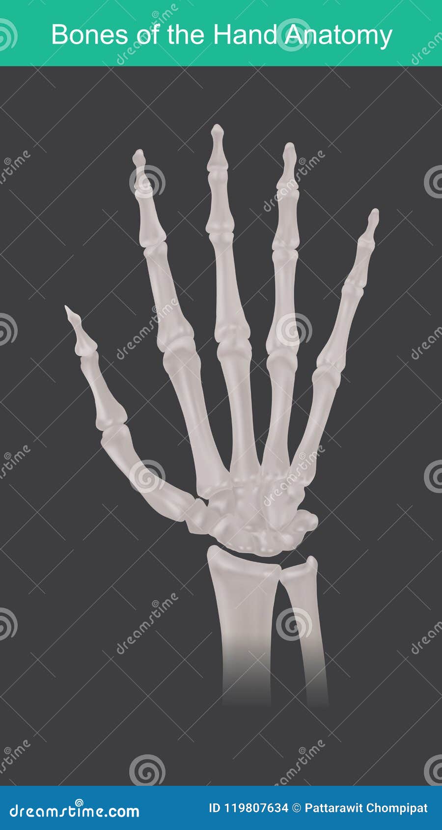 Anatomia Dos Ossos Humanos Da Mão E Dos Dedos Ilustração do Vetor -  Ilustração de dedo, cirurgia: 119807634, image size:900x1690