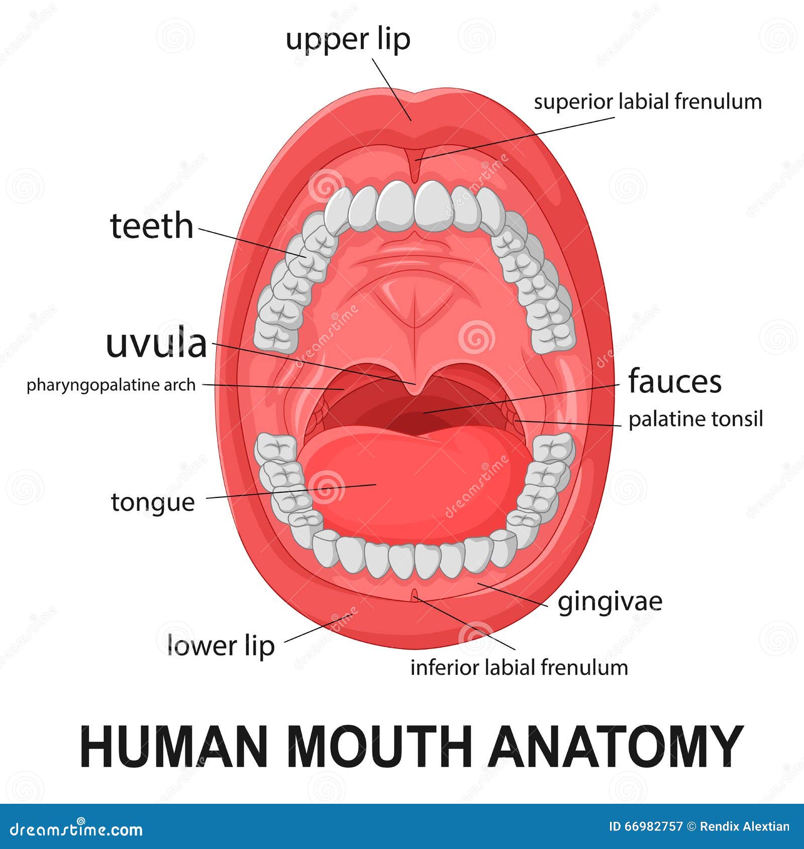 Anatomia Humana Da Boca, Boca Aberta Com Explicação Ilustração do