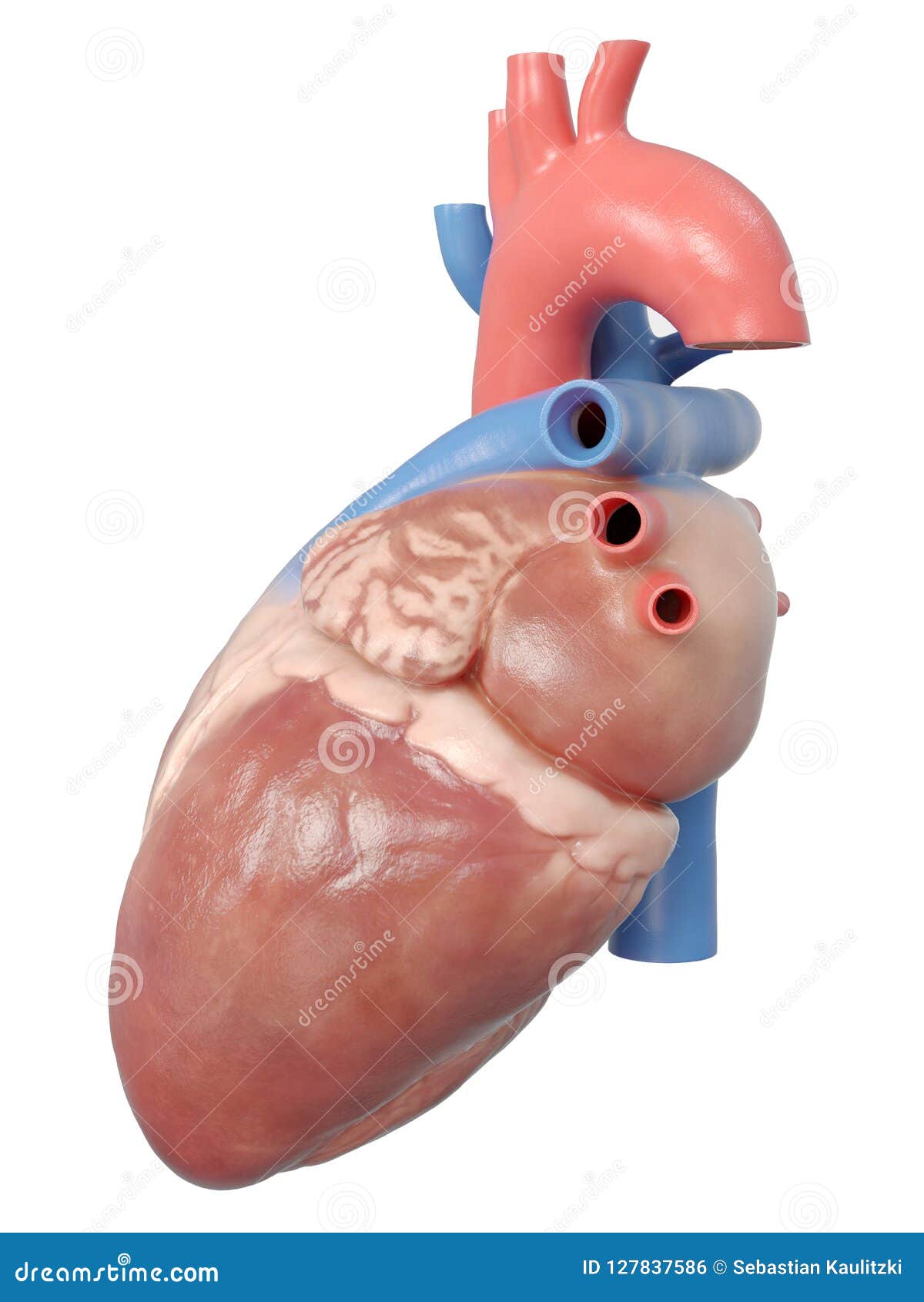 3d rendeu a ilustração medicamente exata da anatomia humana do coração