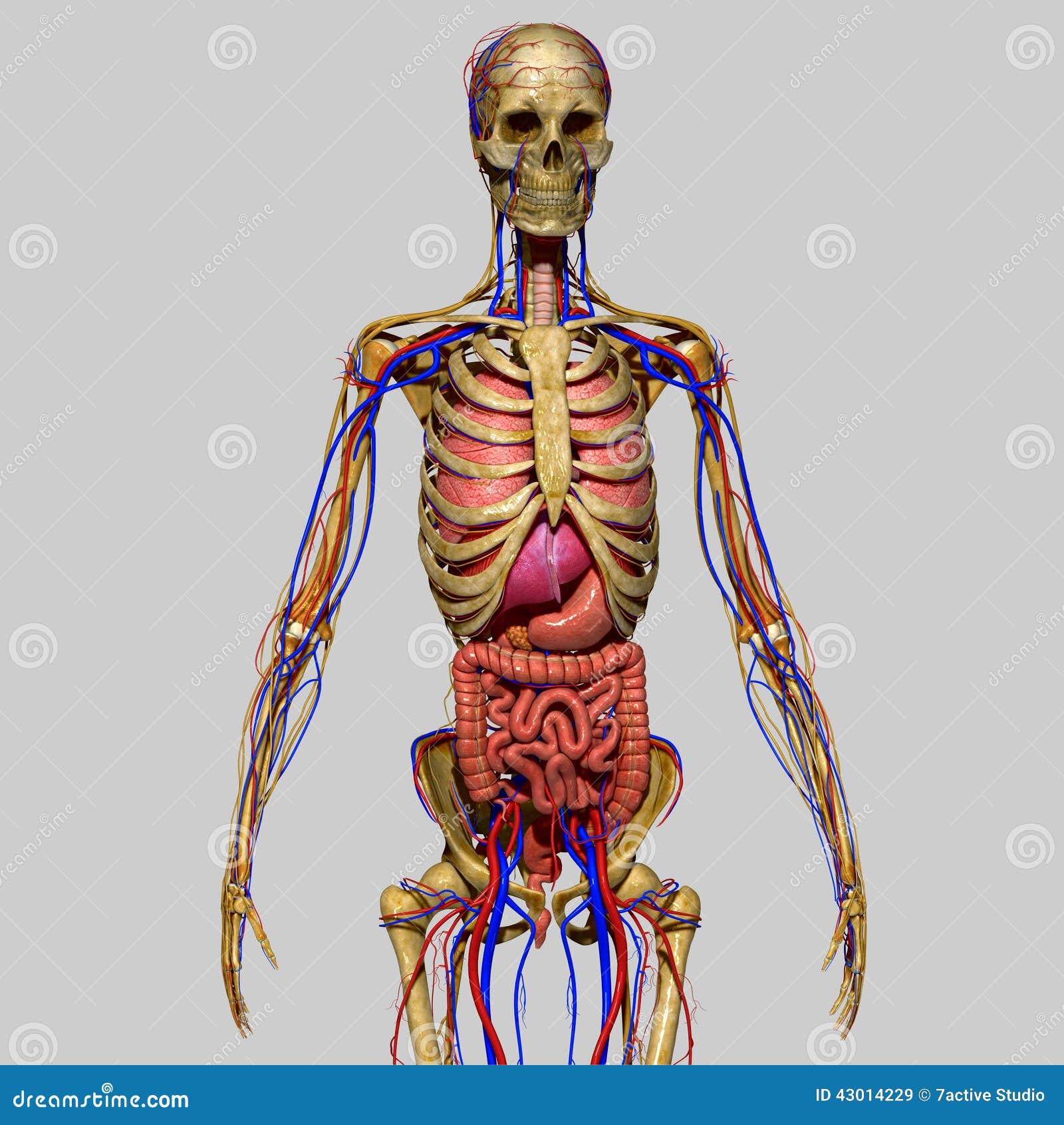 Anatomia umana illustrazione di stock. Illustrazione di malattia - 43014229